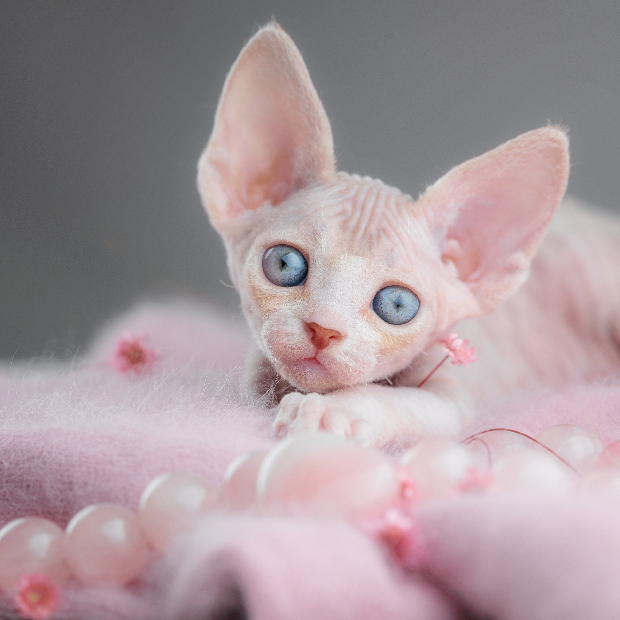 Котята породы девон-рекс. Фотограф-анималист Юлия Зубкова