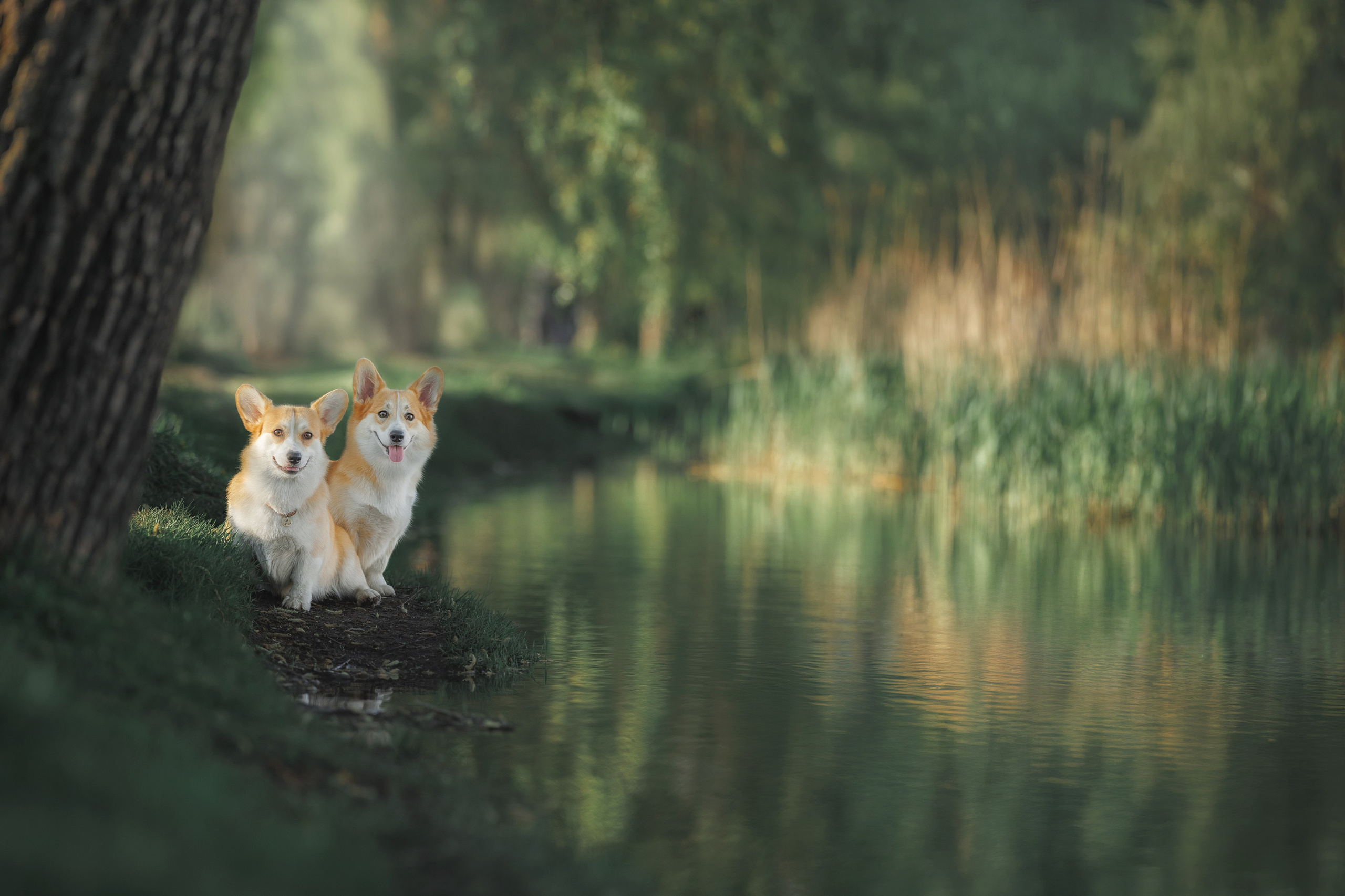 Вечерняя прогулка в парке Ивана Фомина. Фотограф-анималист Юлия Зубкова