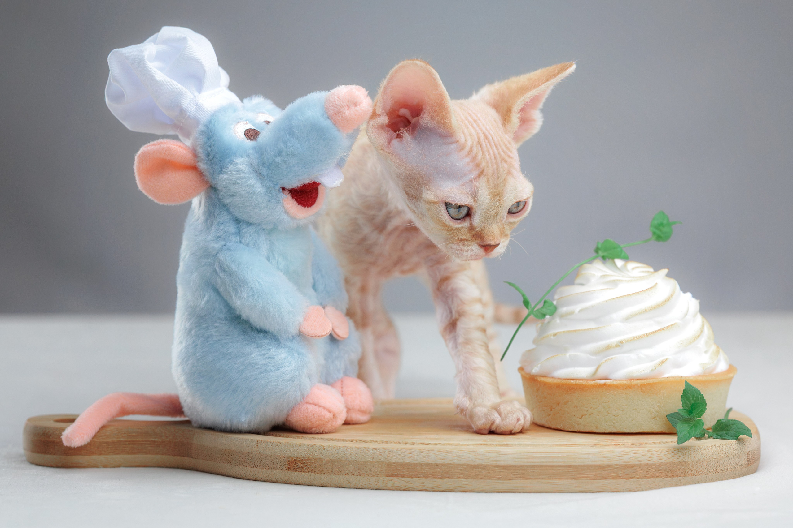 Котята породы девон-рекс. Фотограф-анималист Юлия Зубкова