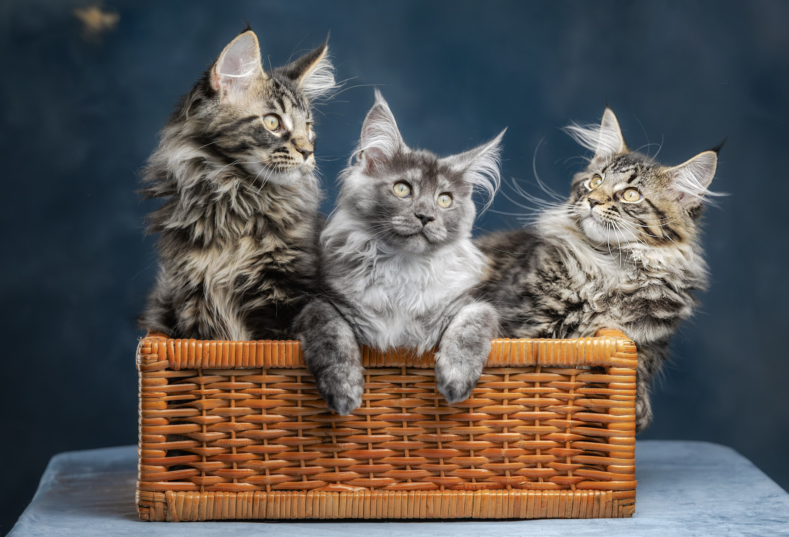 Котята породы мейн-кун. Фотограф-анималист Юлия Зубкова