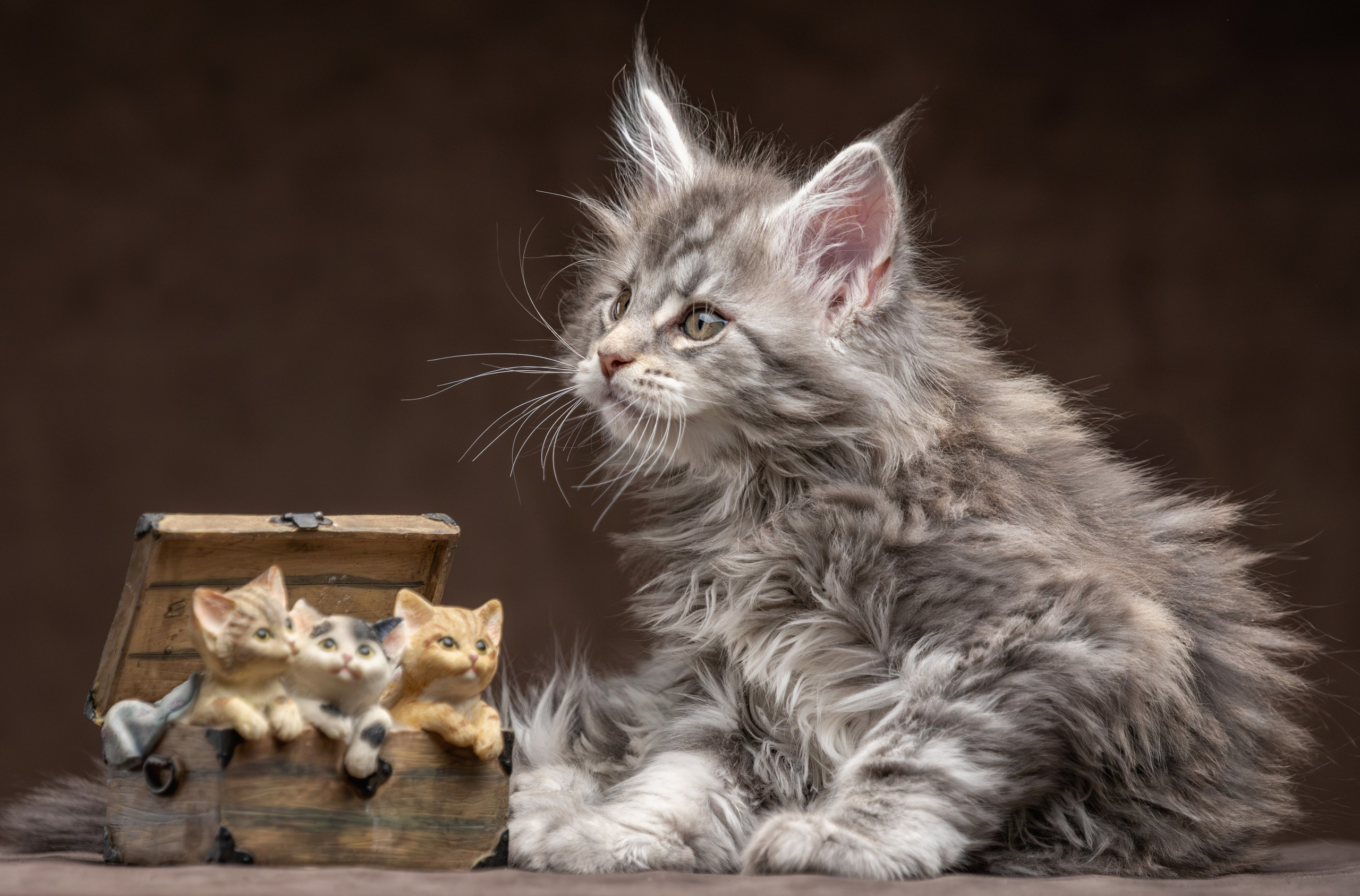 Котята породы мейн-кун. Фотограф-анималист Юлия Зубкова