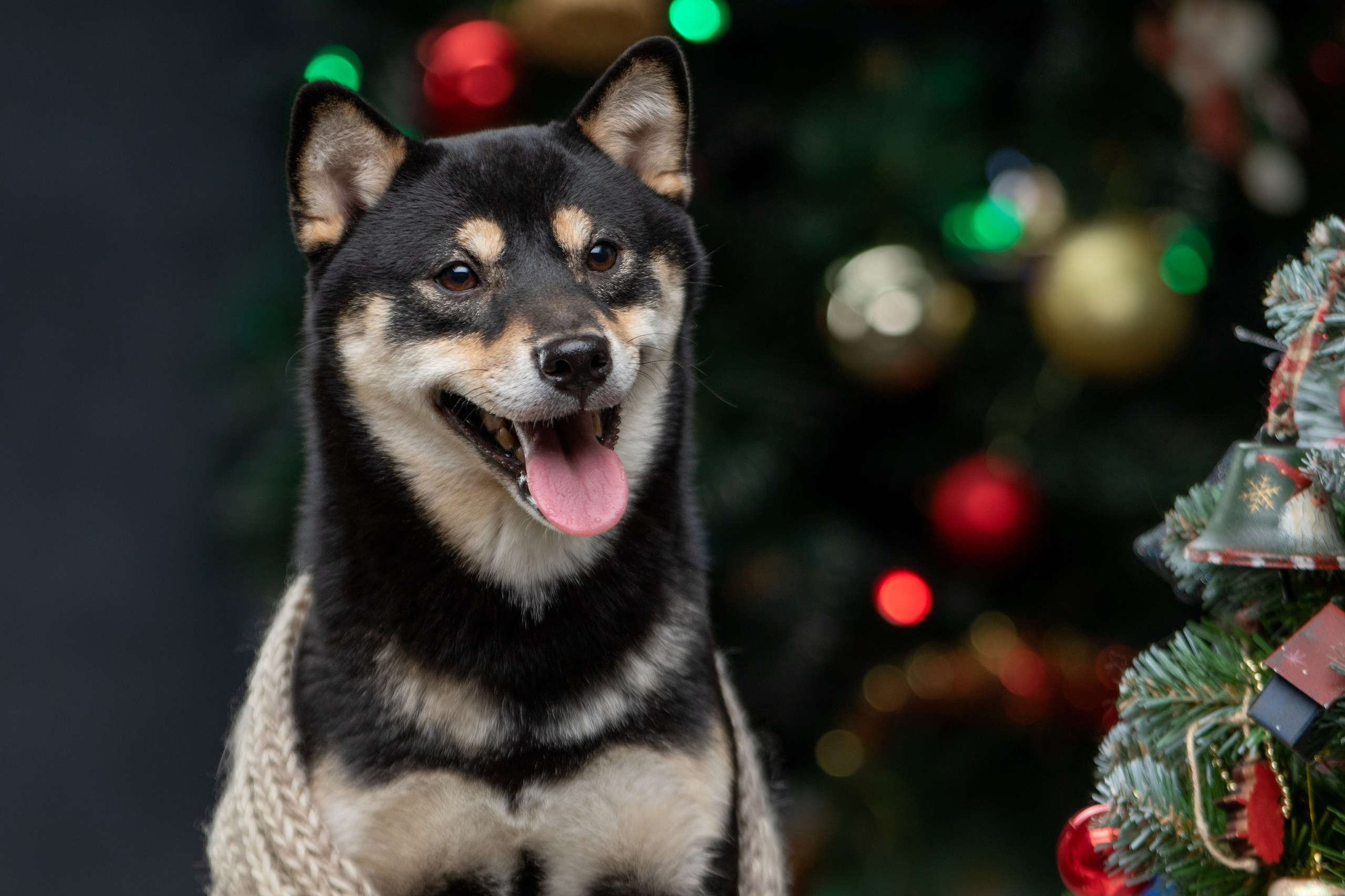 Отзывы. Фотограф-анималист Юлия Зубкова