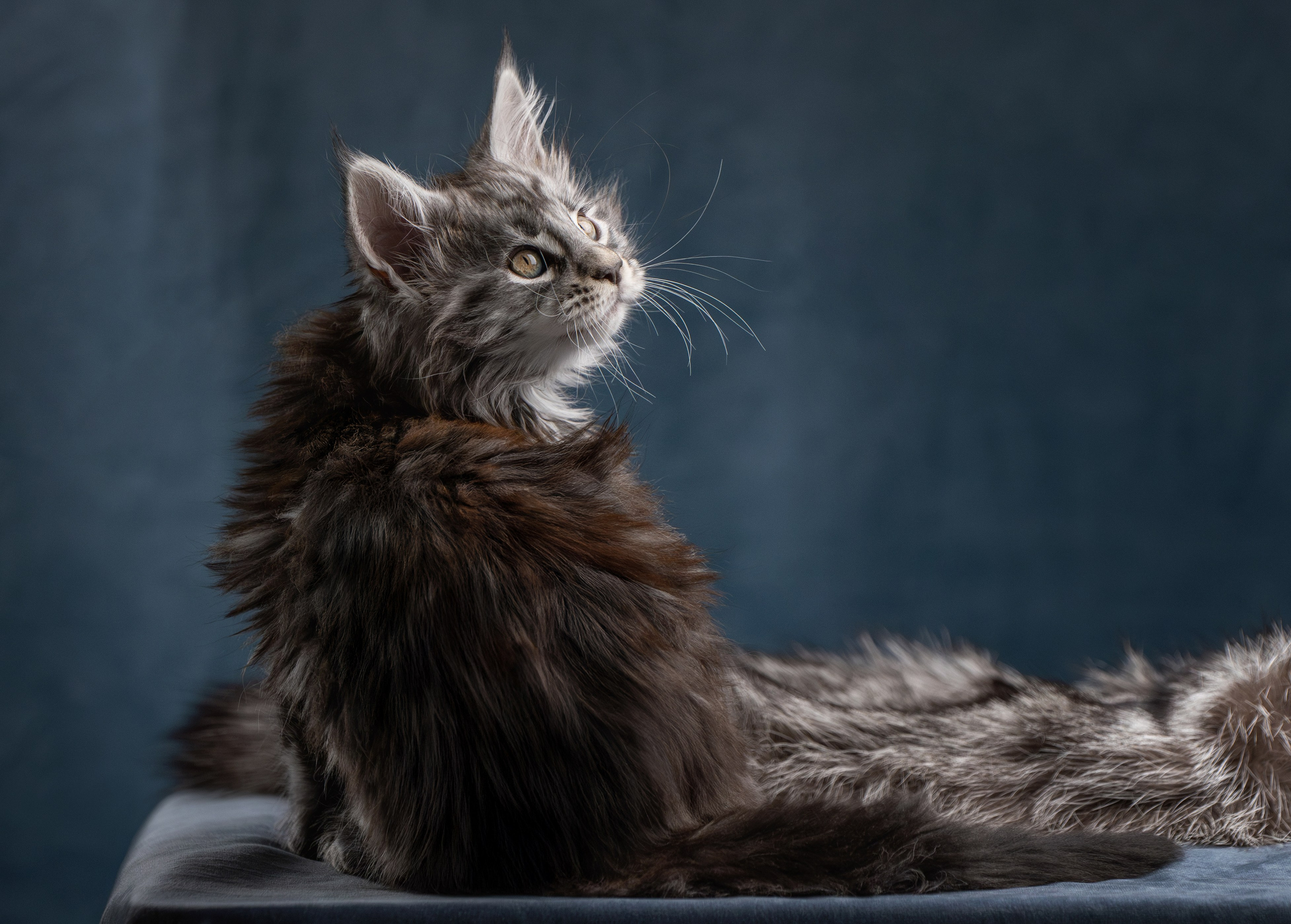 Котята породы мейн-кун. Фотограф-анималист Юлия Зубкова
