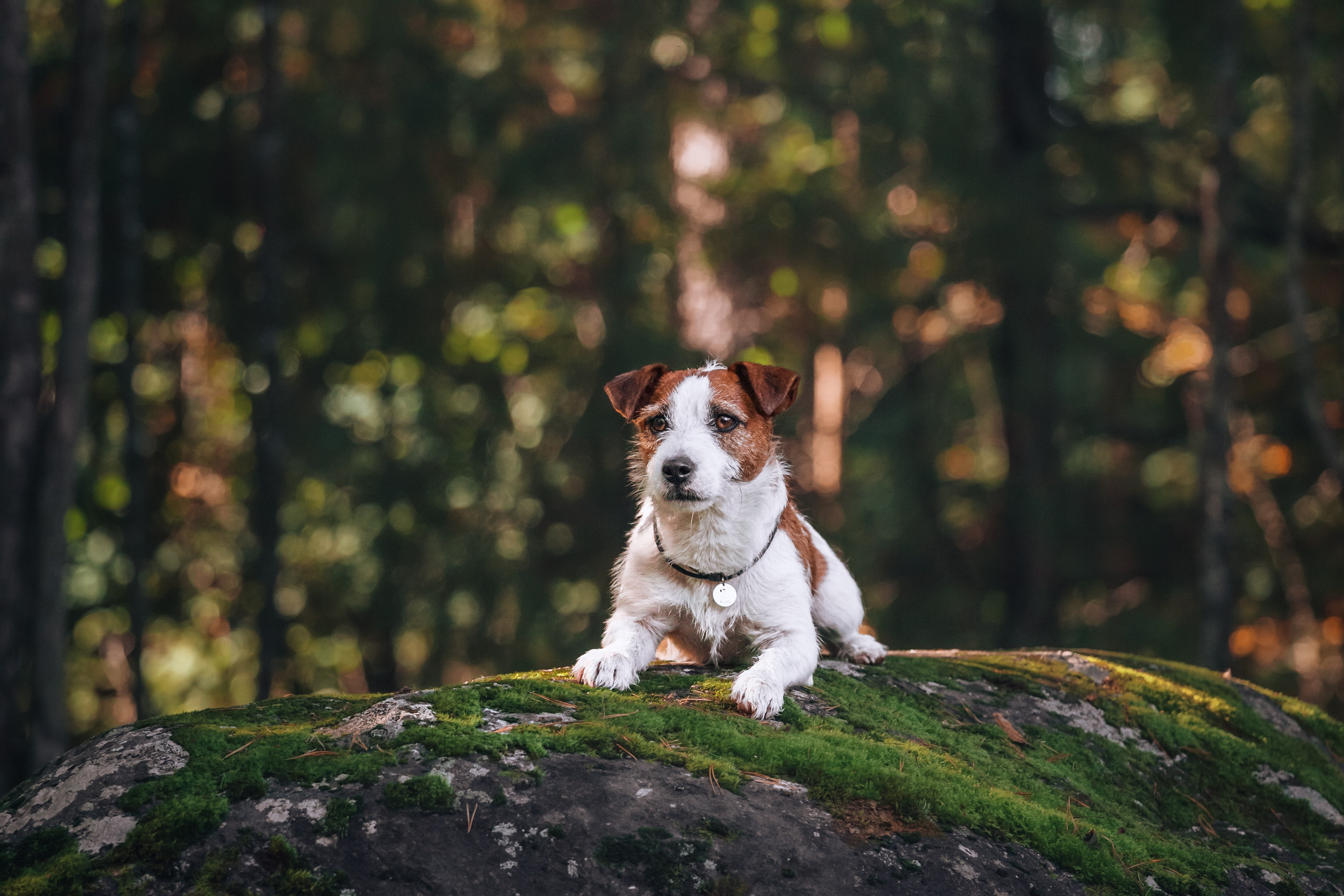 Фотопрогулка в Ленобласти. Фотограф-анималист Татьяна Степанова