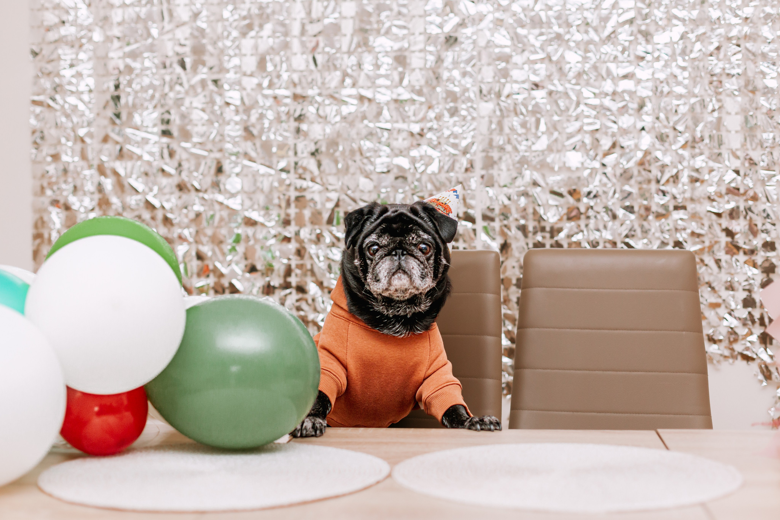 Оля, Харви, Луис. Фотограф-анималист Татьяна Степанова