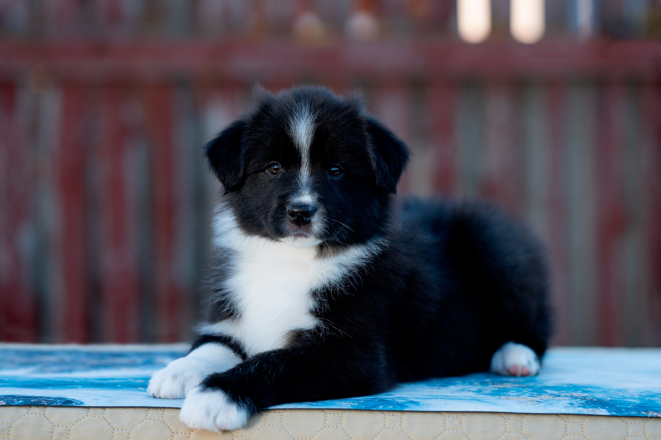 Заводчик Влада Эльман. Творческий фотограф Вологда