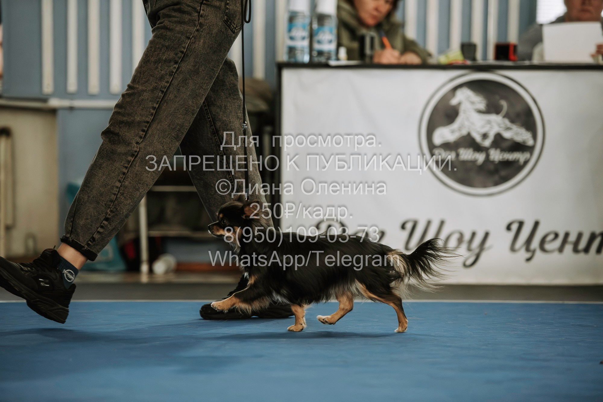 Выставка собак Красноярск 29.10.2023. Фотограф Диана Оленина Красноярск / Братск
