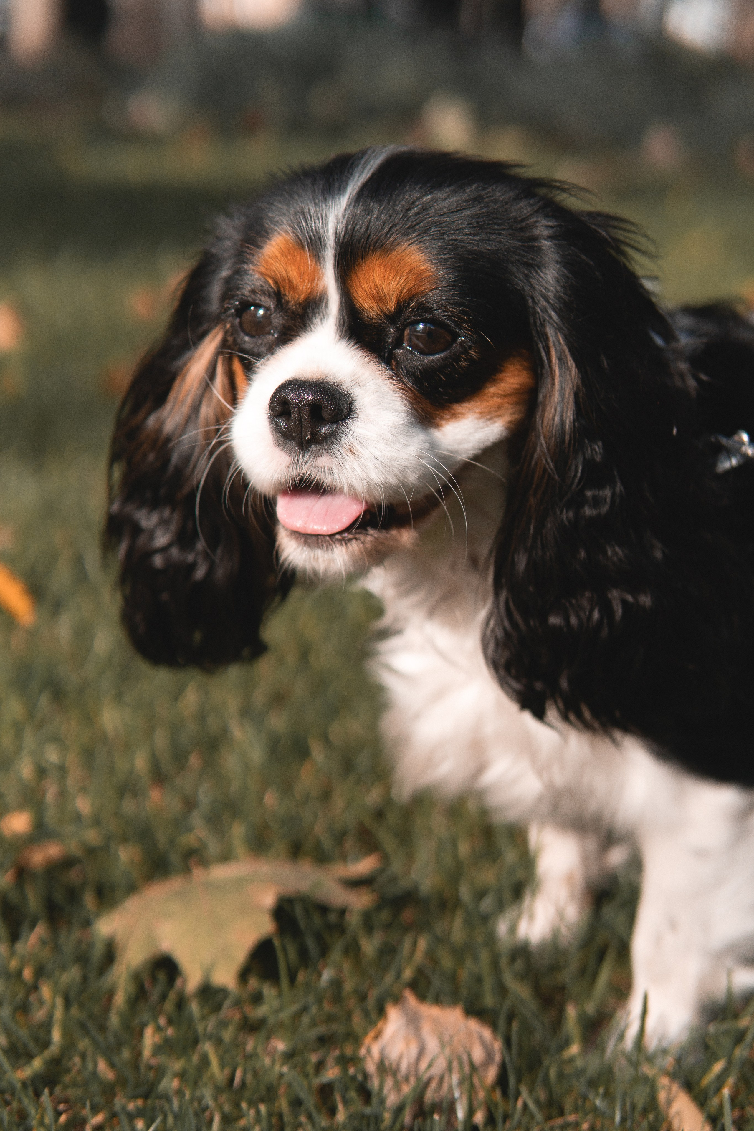 Катя и Беки: осенняя история. Портретный и репортажный фотограф в Воронеже: Анастасия Пузикова