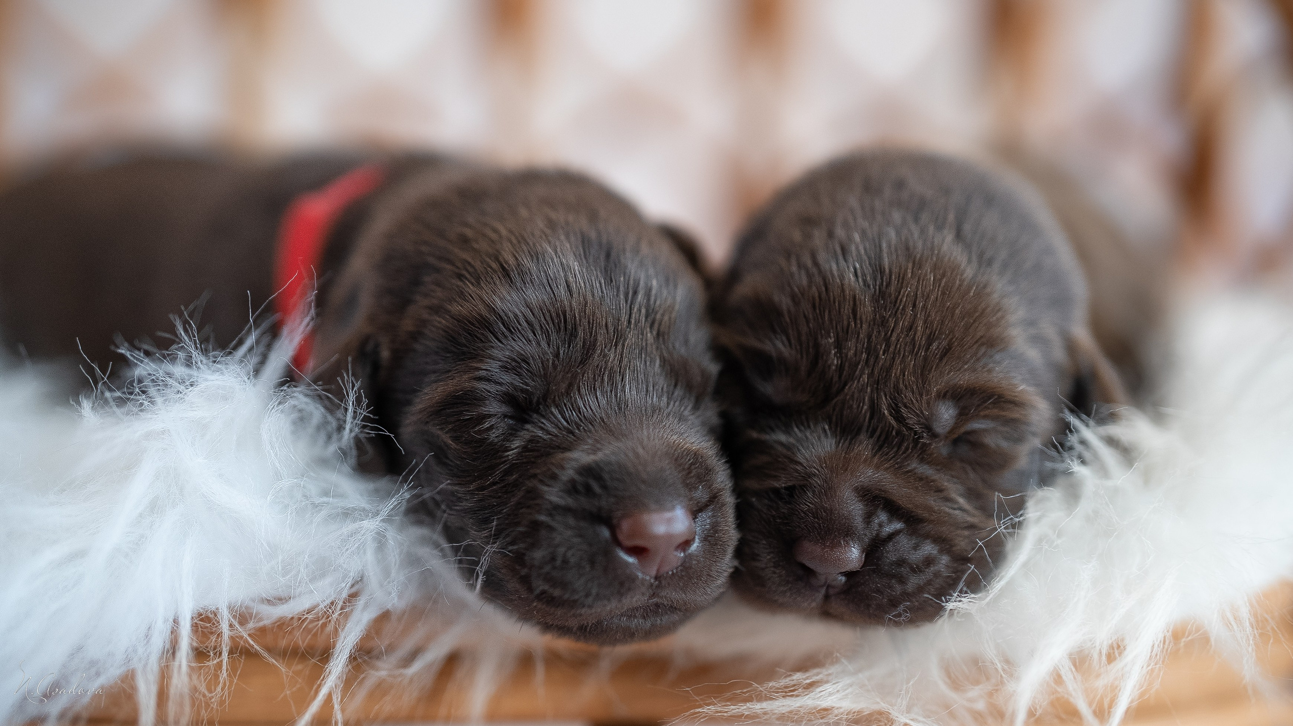 Новорожденные лабрадоры. Фотограф-анималист Асадова