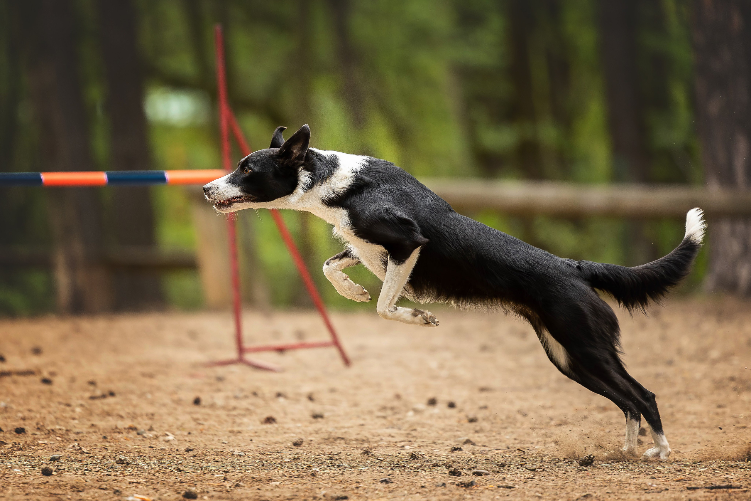 Тренировка аджилити. Фотограф Анималист в Перми Анастасия Остерман