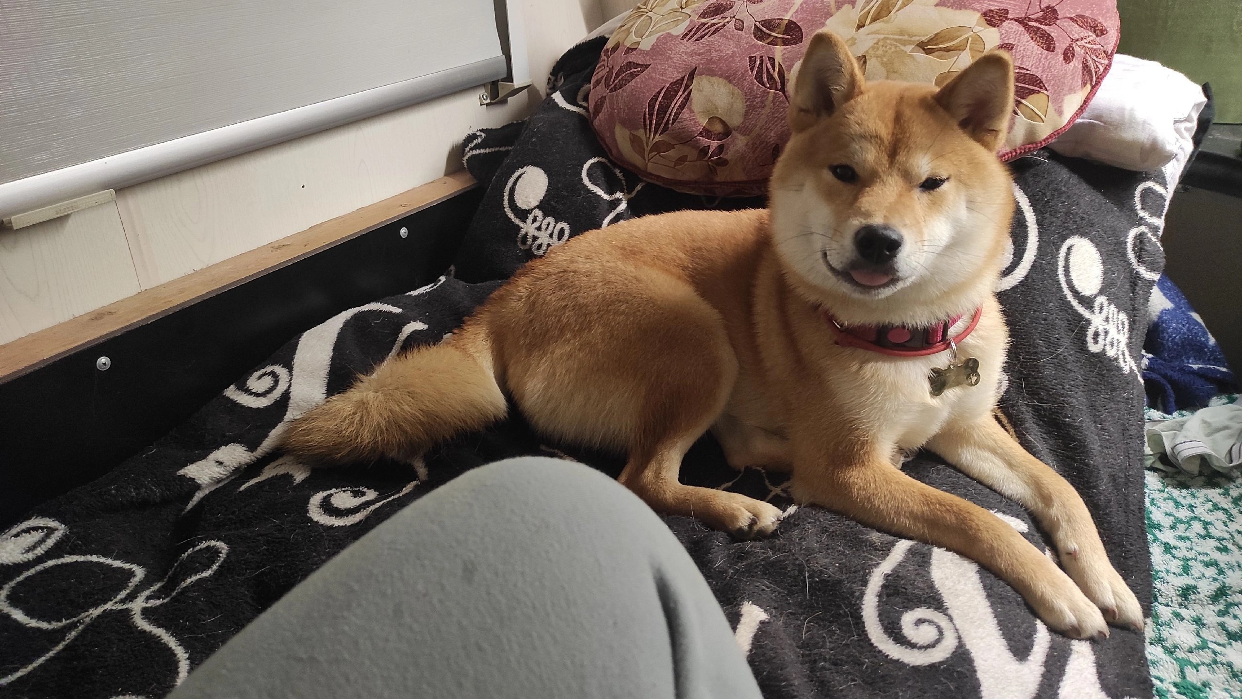 сиба питомник Рубилайт щенки на продажу rubylight  сиба щенки купить