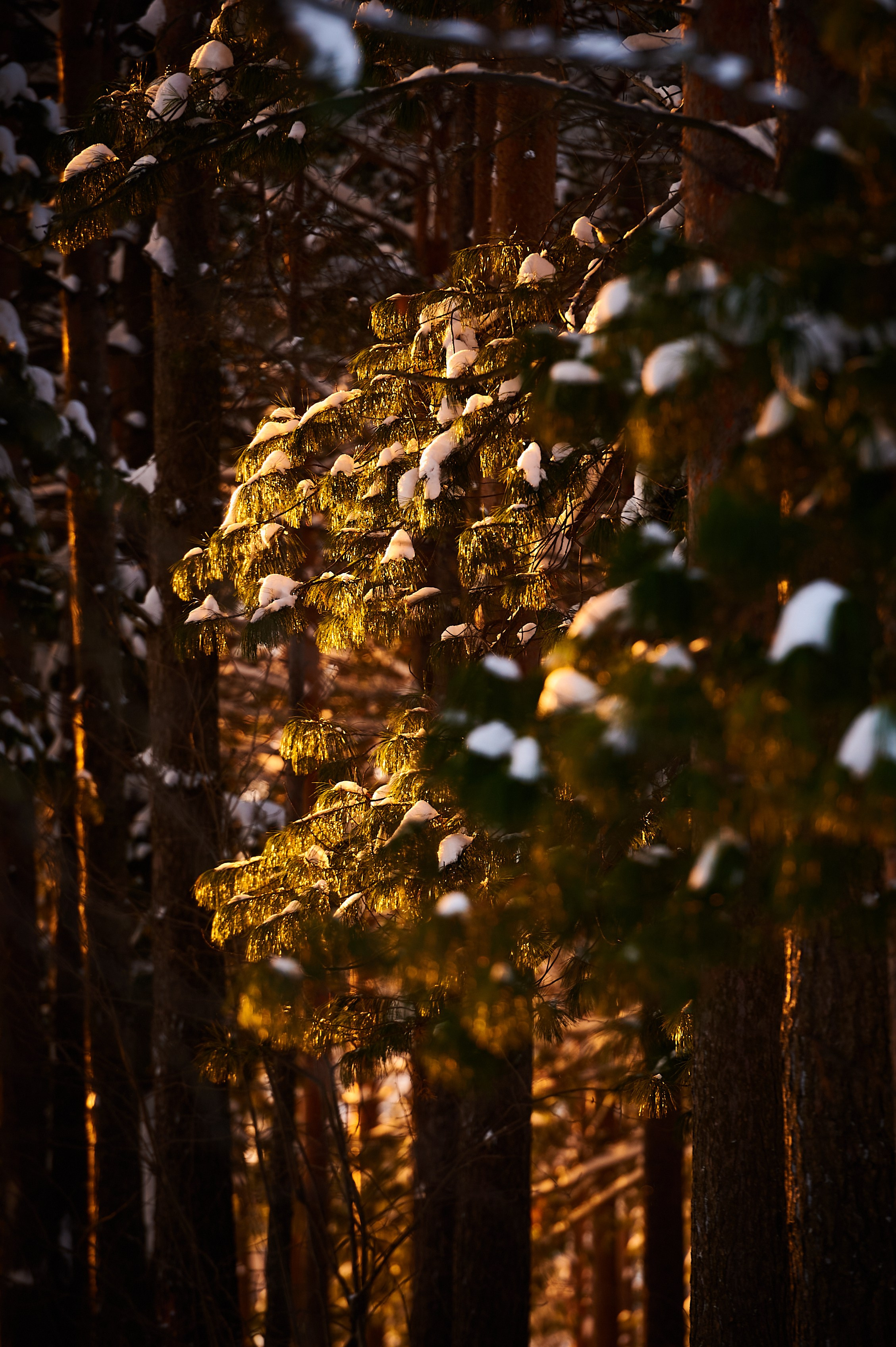 Природа. Фотопортфолио — природа, улицы и архитектура