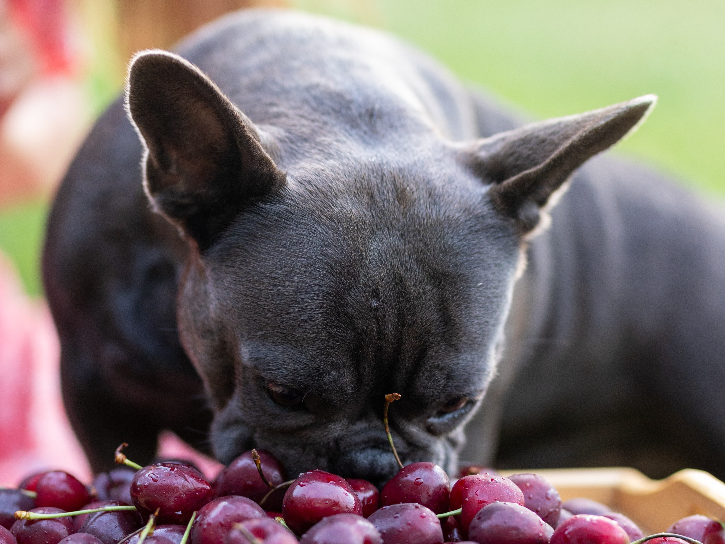 Сладкое лето. Фотограф-анималист в Москве Кириллова Татьяна
