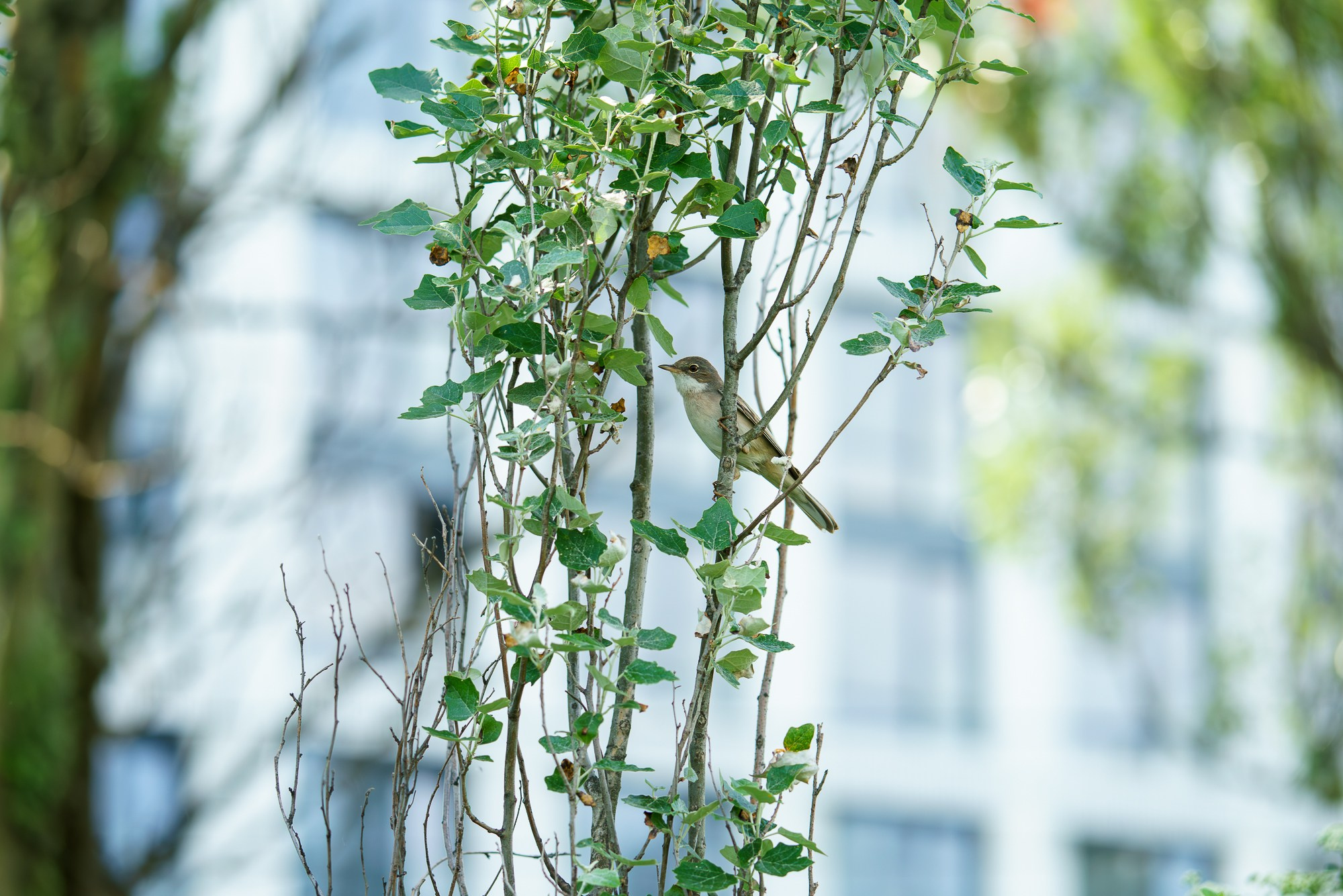 Удивительные мир птиц. Вокруг нас столько прекрасного — присмотритесь!. Ваш личный фотограф Марина Волкова