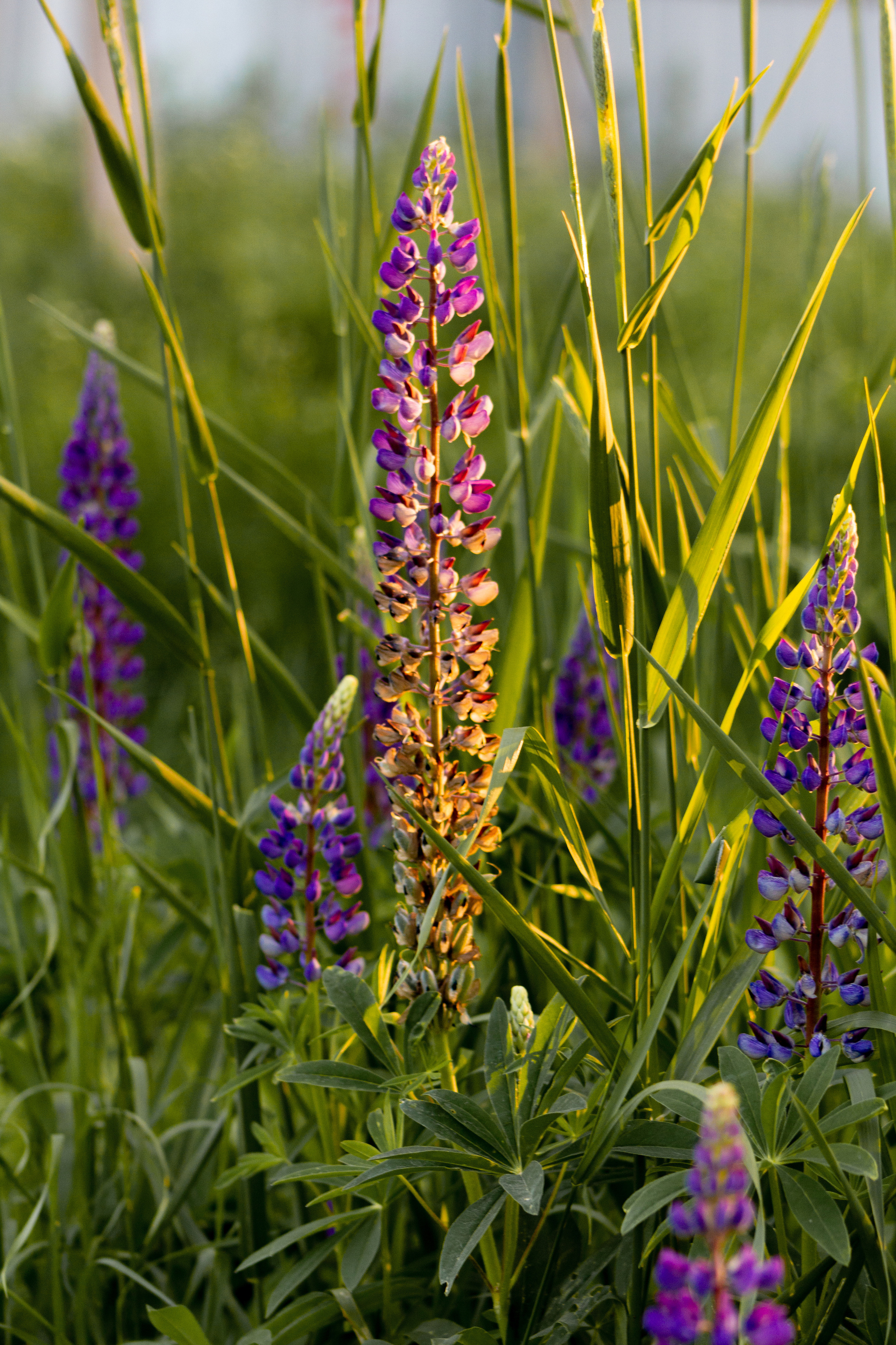 Вика. Портретный и семейный фотограф в Санкт-Петербурге Ульяна Жукова