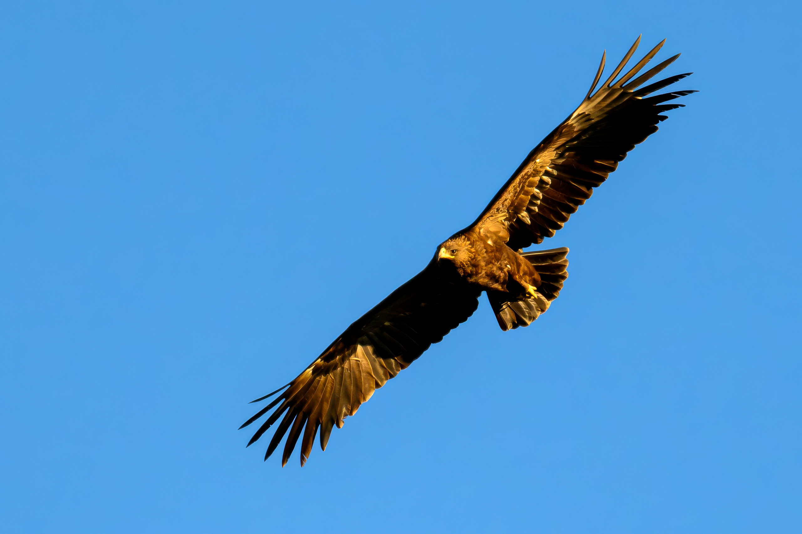 Журавлей спугнули. The cranes were scared away. Фотограф Сергей Пупонин