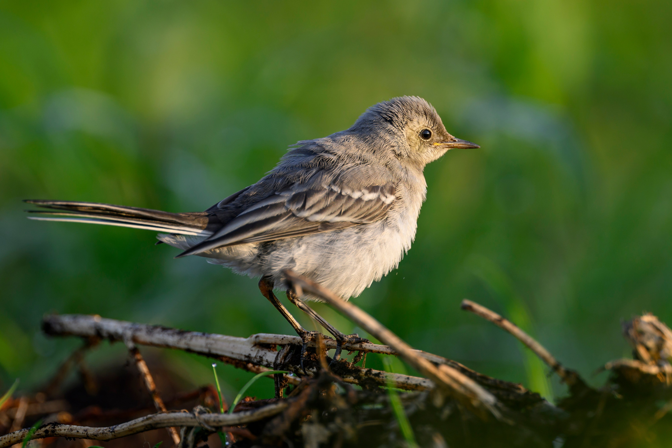 Перепела и коростель. Фотограф Сергей Пупонин
