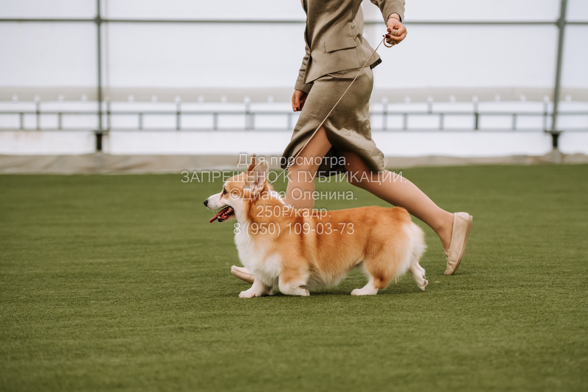 Выставка собак Красноярск 2.06. Фотограф Диана Оленина Красноярск / Братск