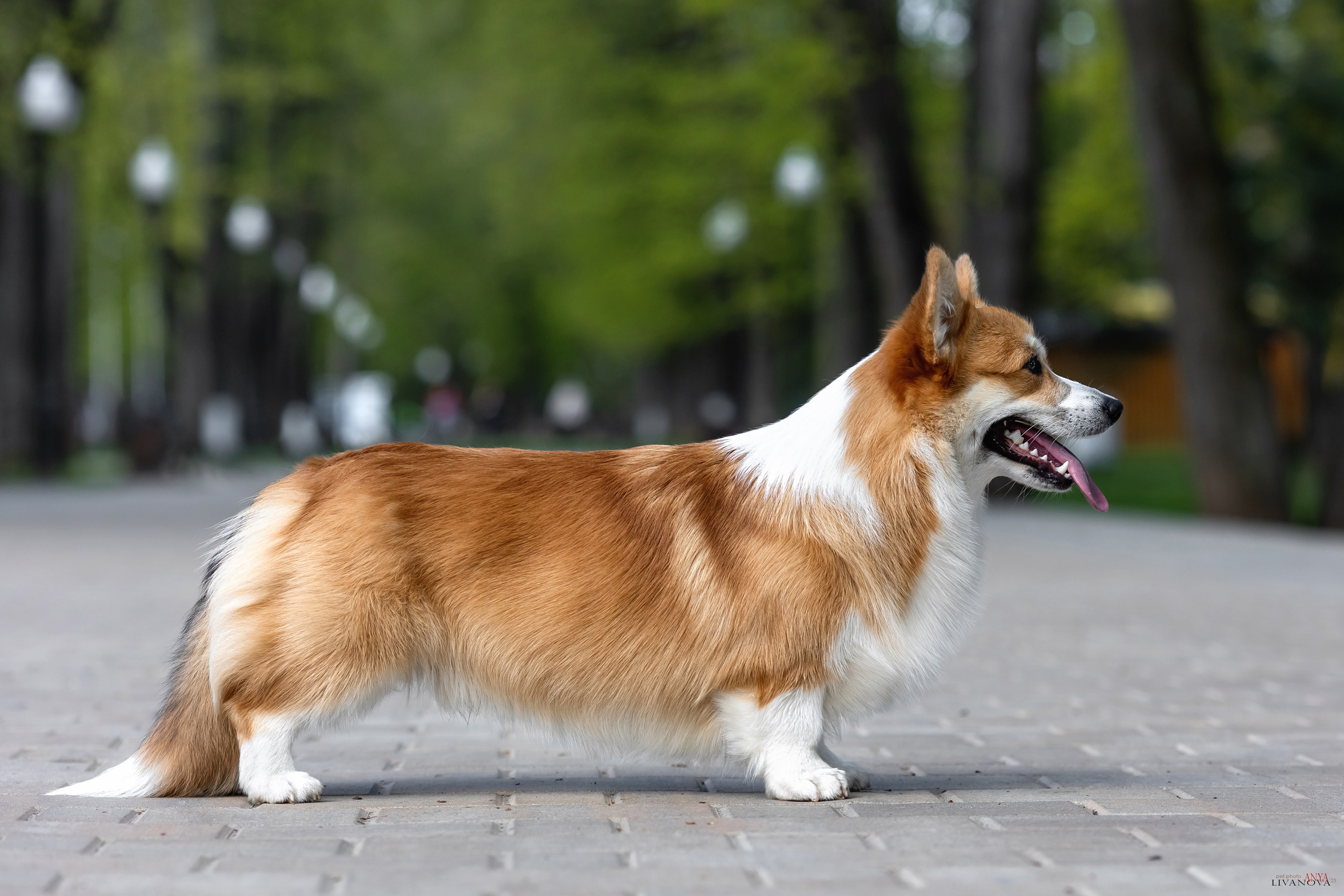 Коржи. Фотограф анималист Аня Ливанова | Рыбинск