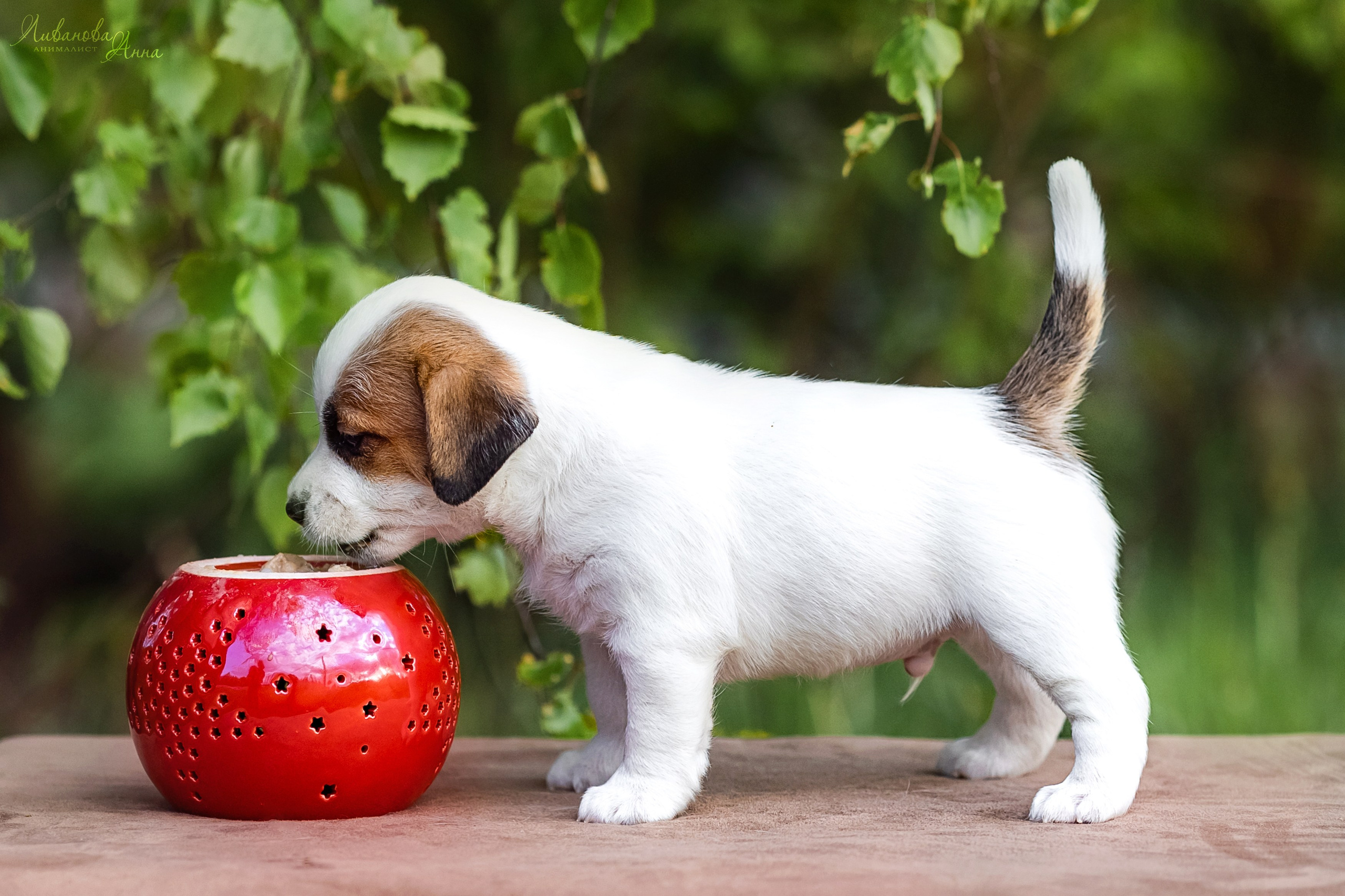 Джеки. Фотограф анималист Аня Ливанова | Рыбинск