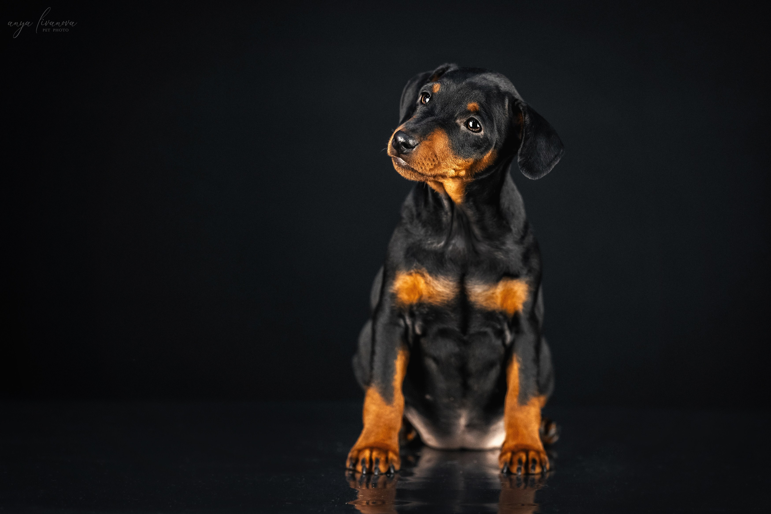 Пинчерята. Фотограф анималист Аня Ливанова | Рыбинск