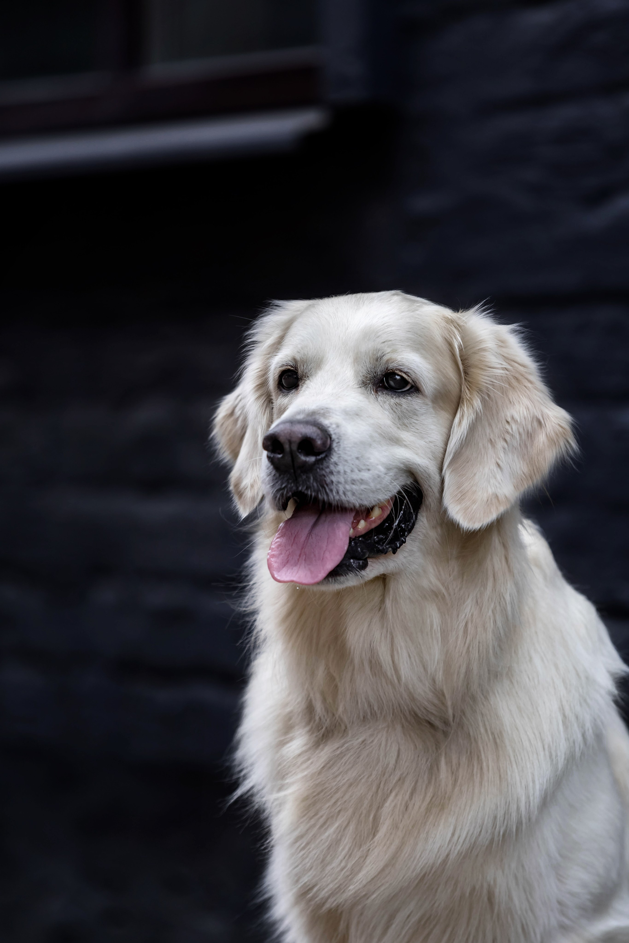 Голден. Https://moshkovaphoto.ru/