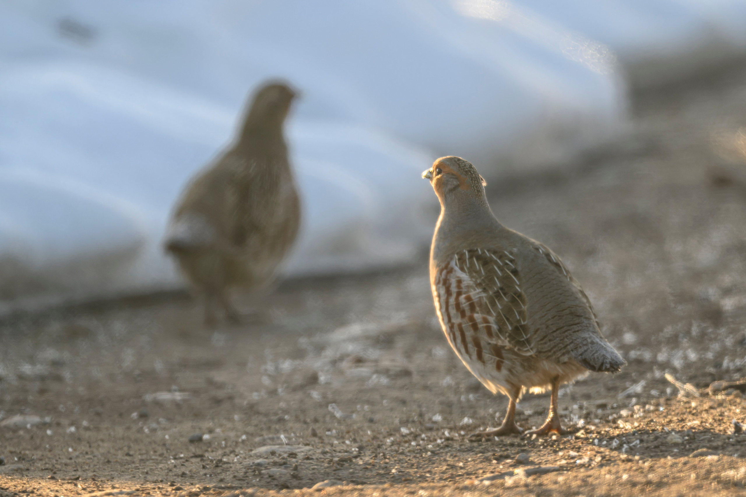 Куропатки. Фотограф Сергей Пупонин