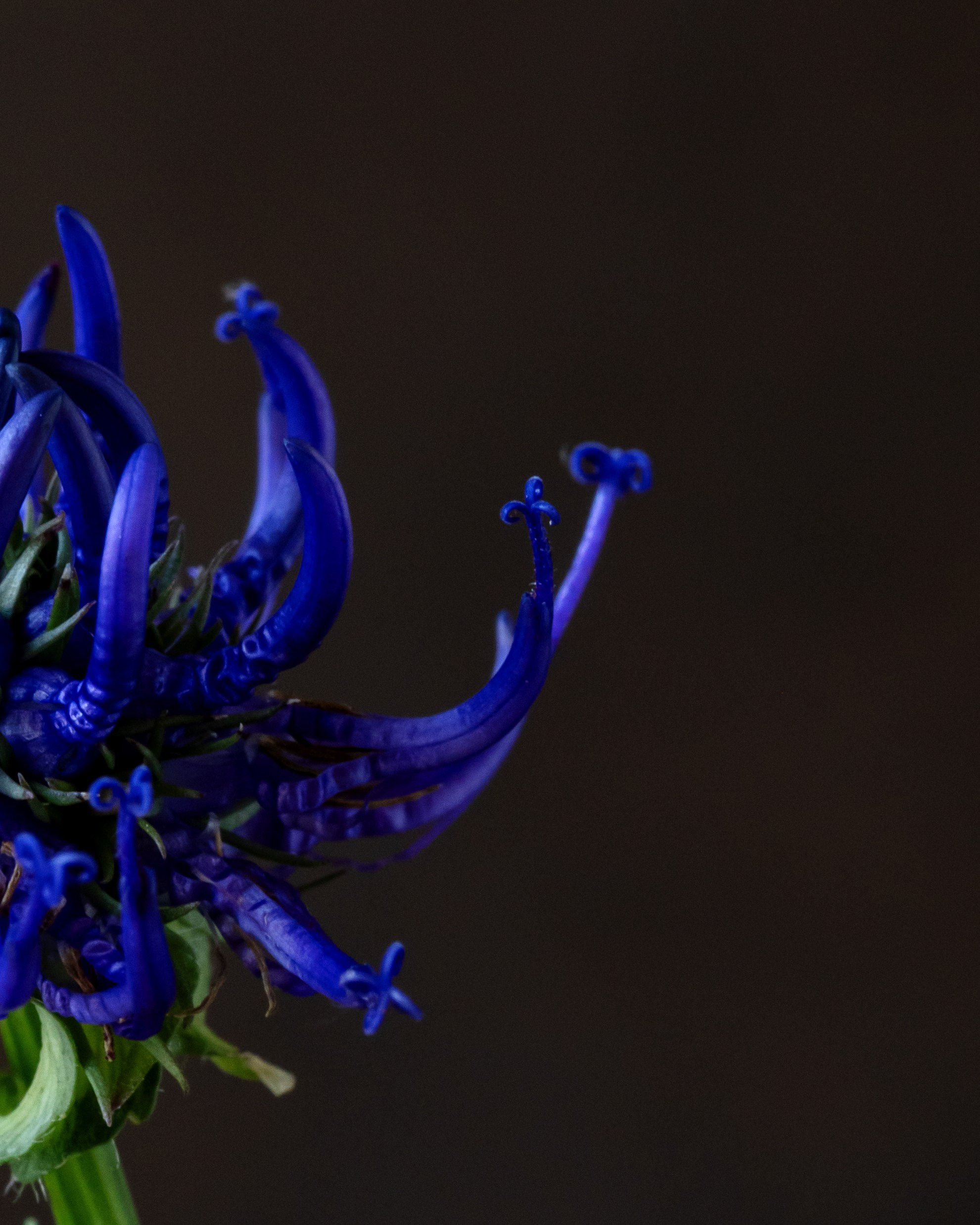 Indigo Mystery. Author’s fine art prints with international delivery