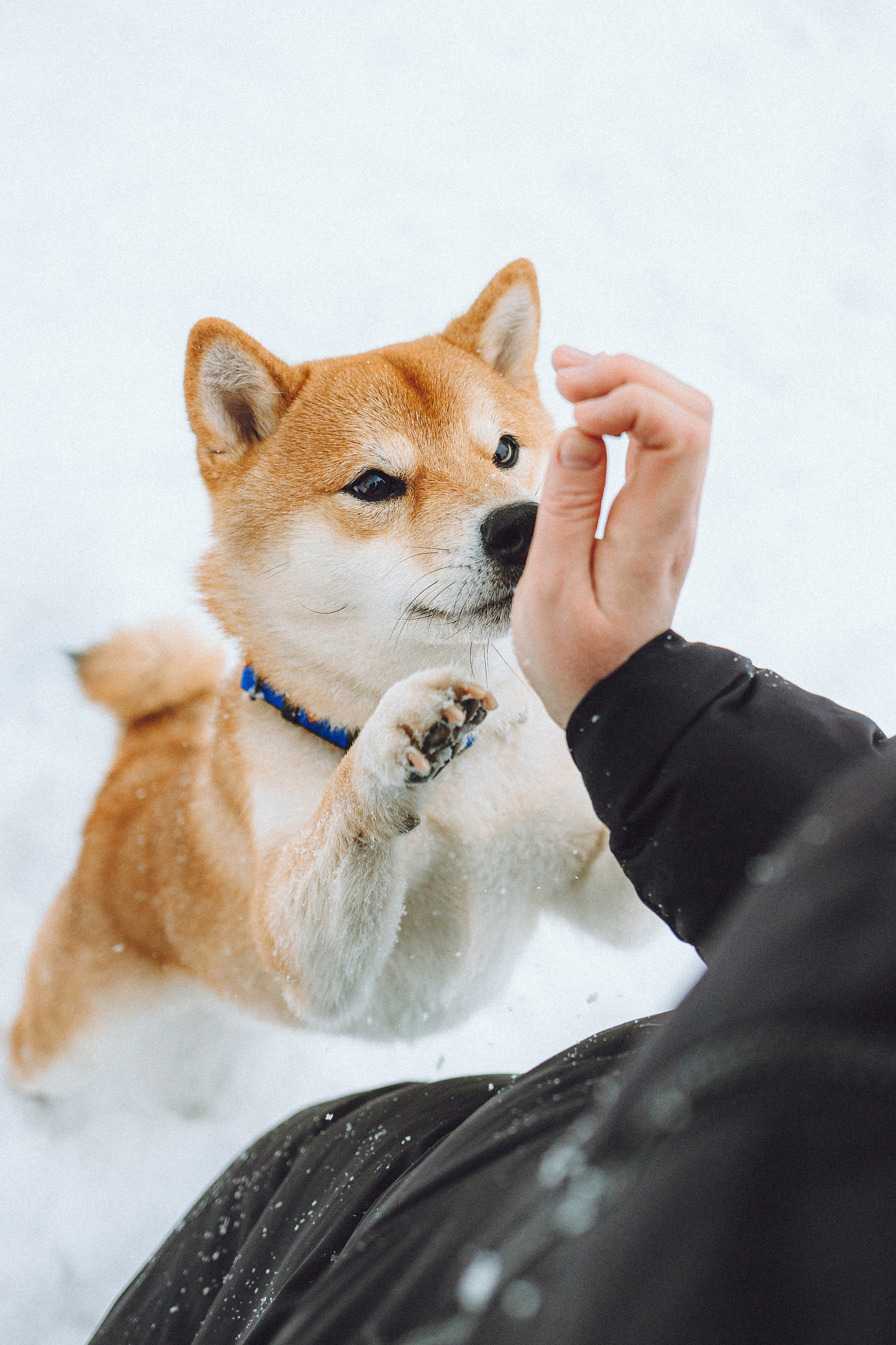 Настя и Ронин