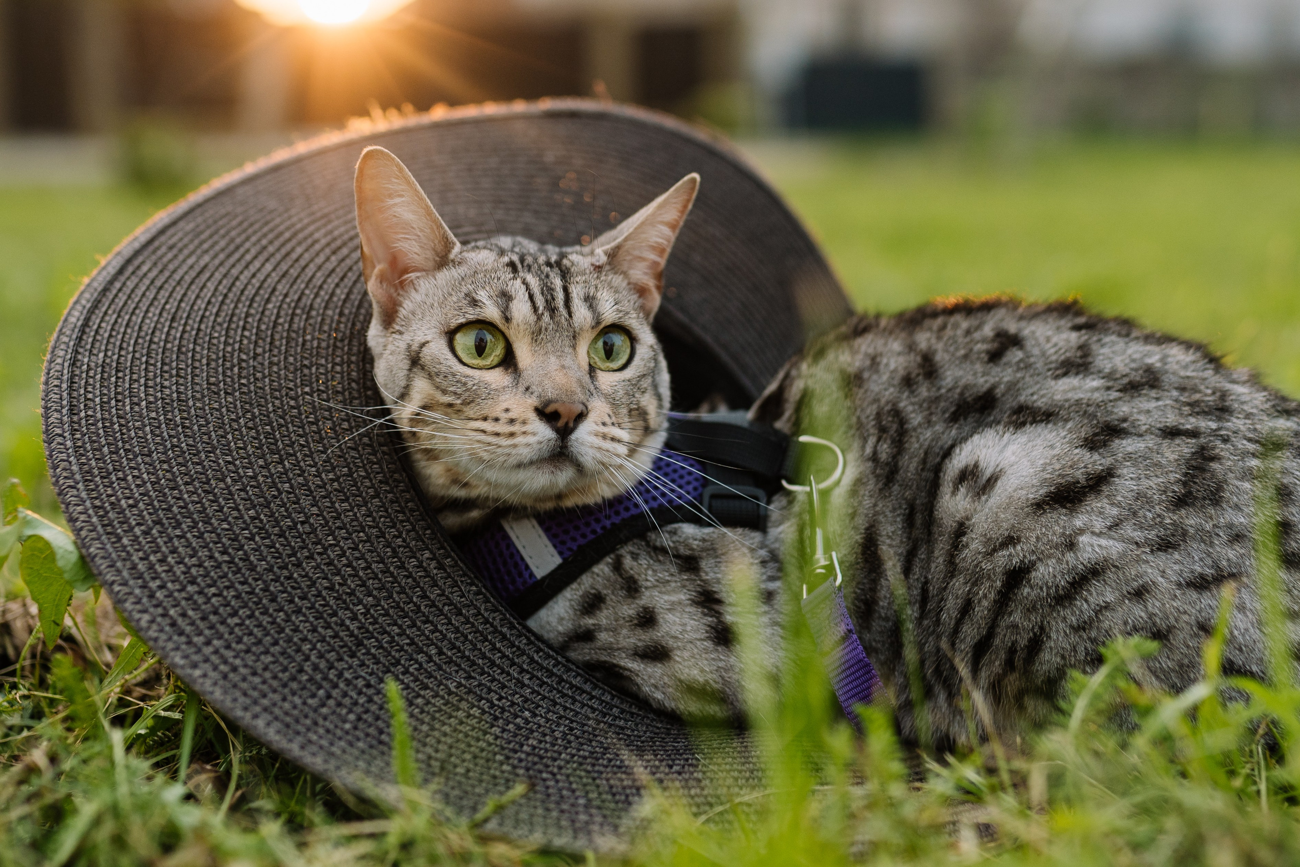 Диана и Элис