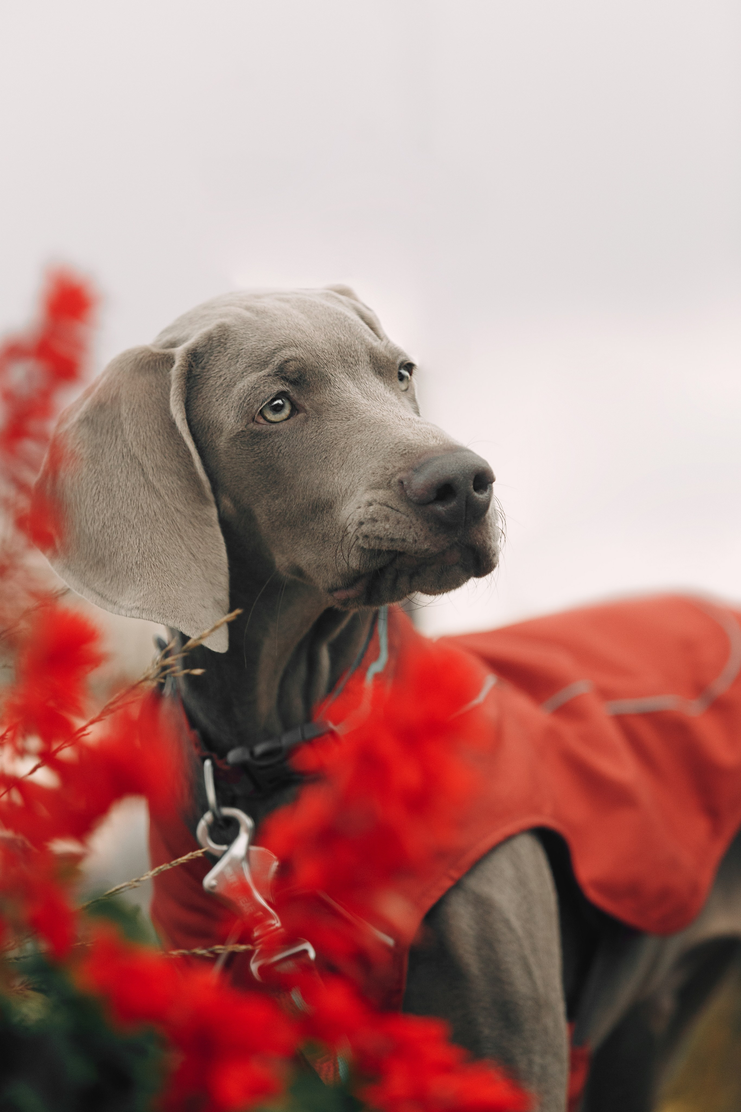 Оля, Саша и Бастиан. Фотограф анималист Кристина Карпова, Москва