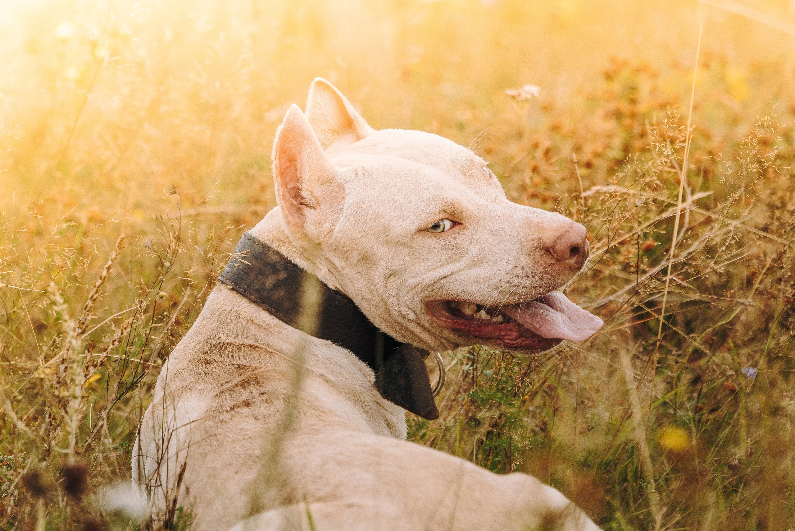Оля и Гламур. Фотограф анималист в Спб недорого Олеся Майорова