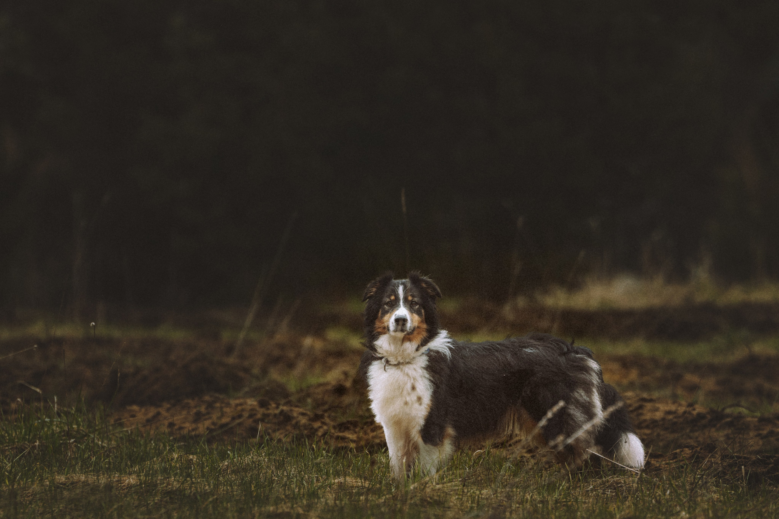 Дог трекинг к финскому хутору. Фотограф анималист в Спб недорого Олеся Майорова