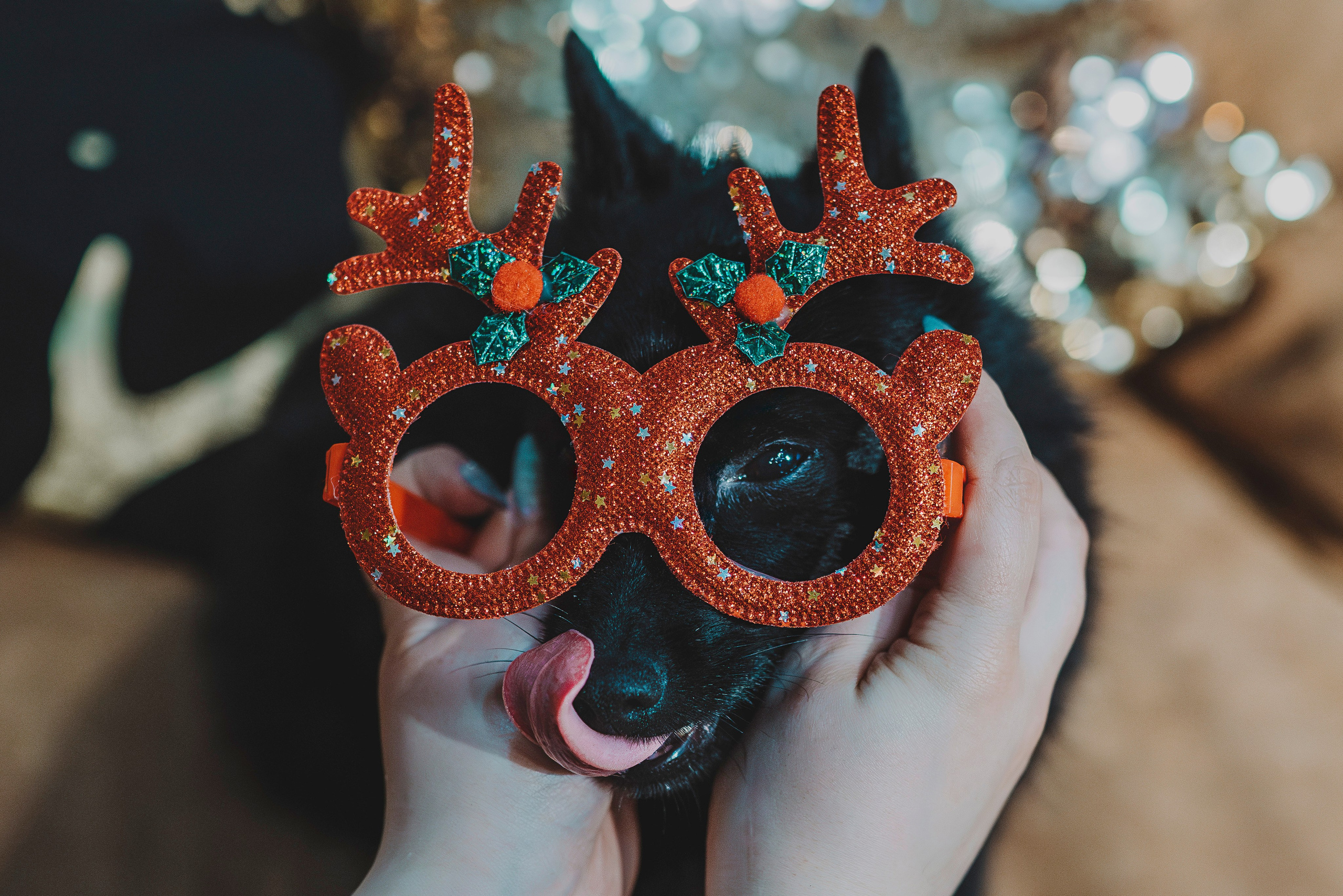 Аня, Андуин и Тесс. Фотограф анималист в Спб недорого Олеся Майорова