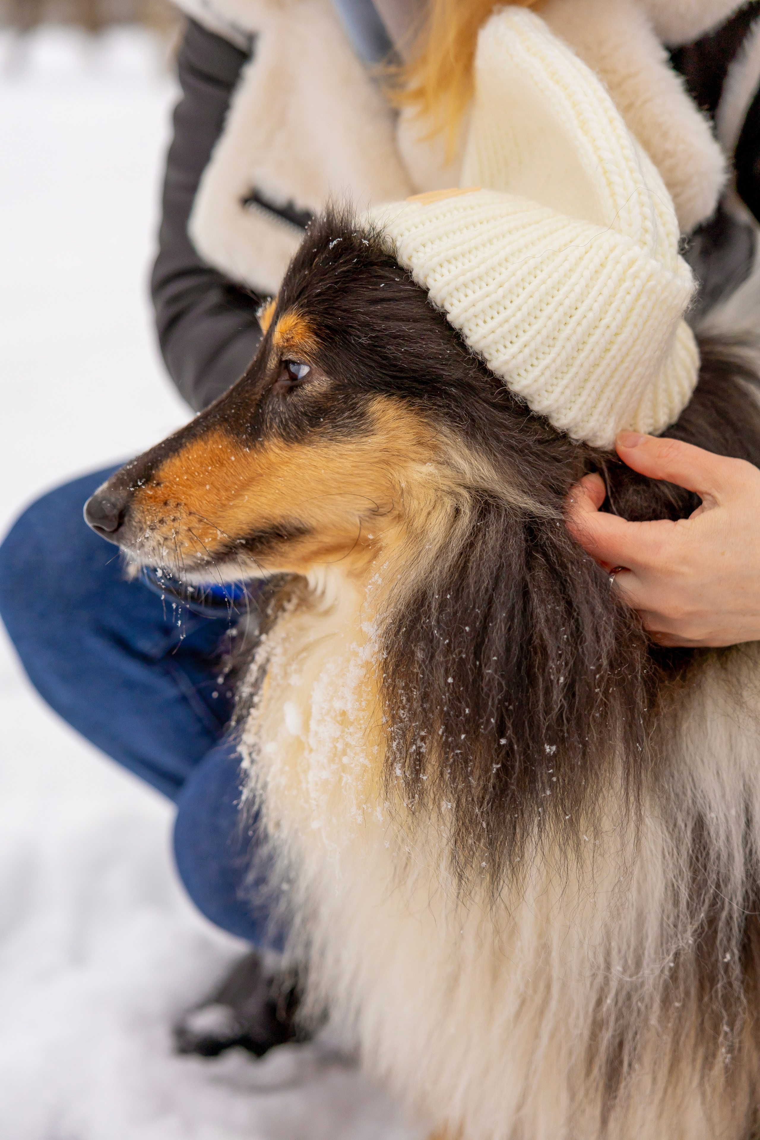Фотосессия с питомцами (Анастасия, Габри и Лара). Фотограф Люся Воробьева