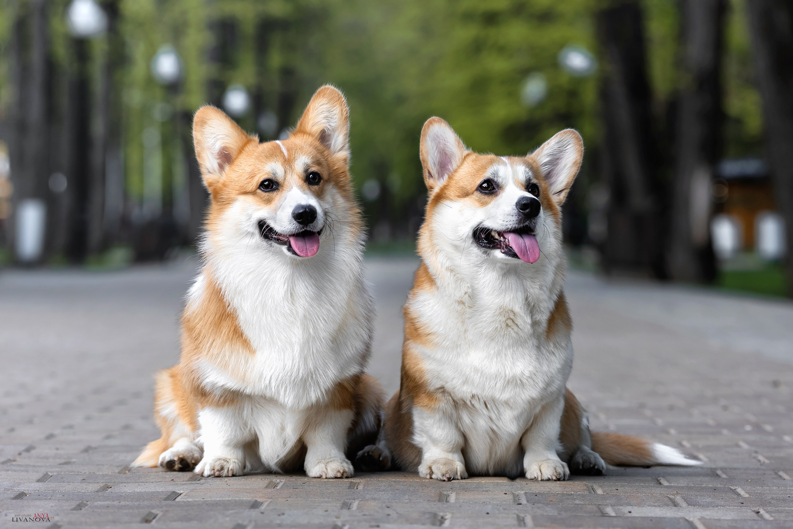 Коржи. Фотограф анималист Аня Ливанова | Рыбинск