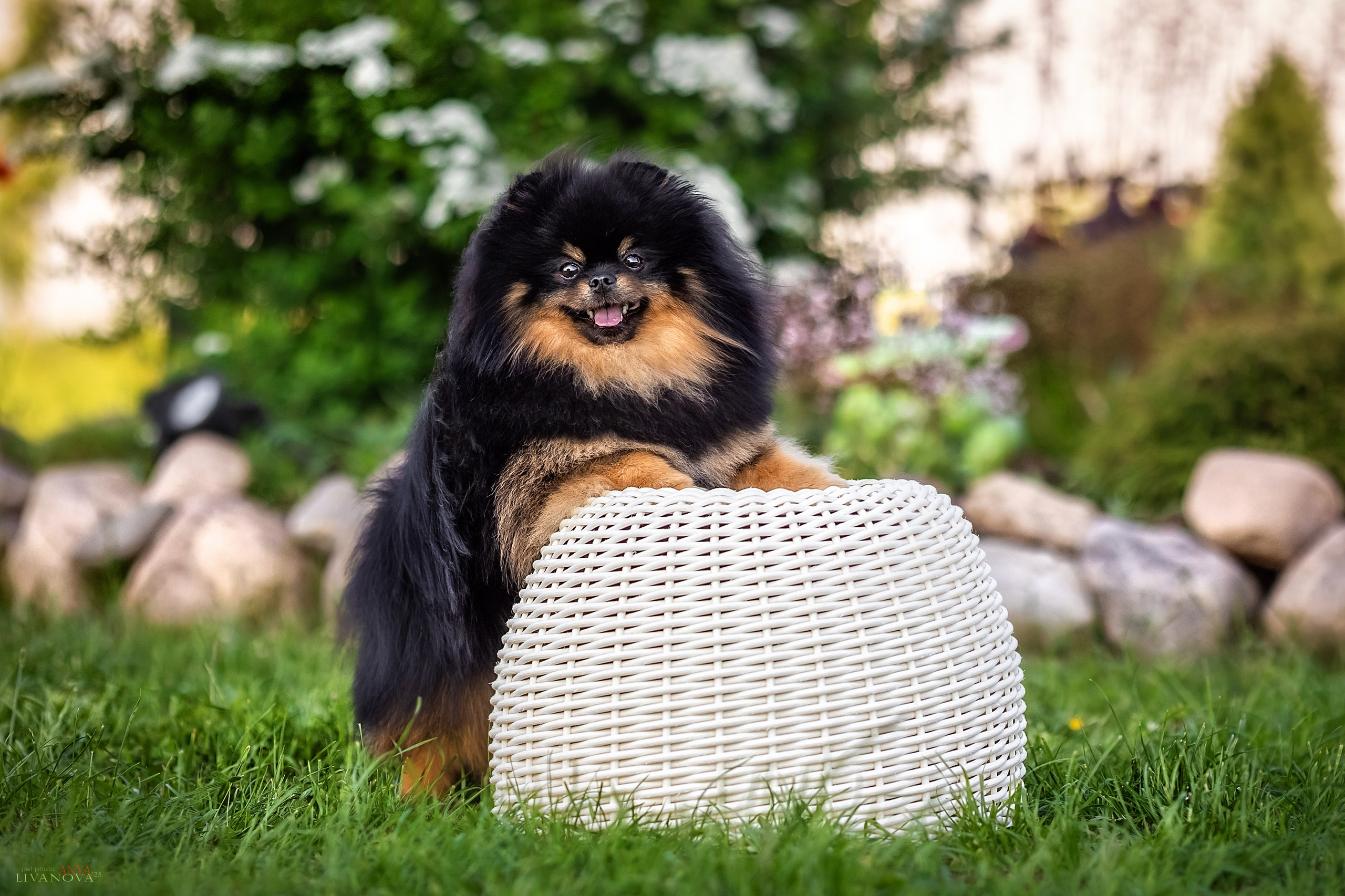 Шпицы. Фотограф анималист Аня Ливанова | Рыбинск