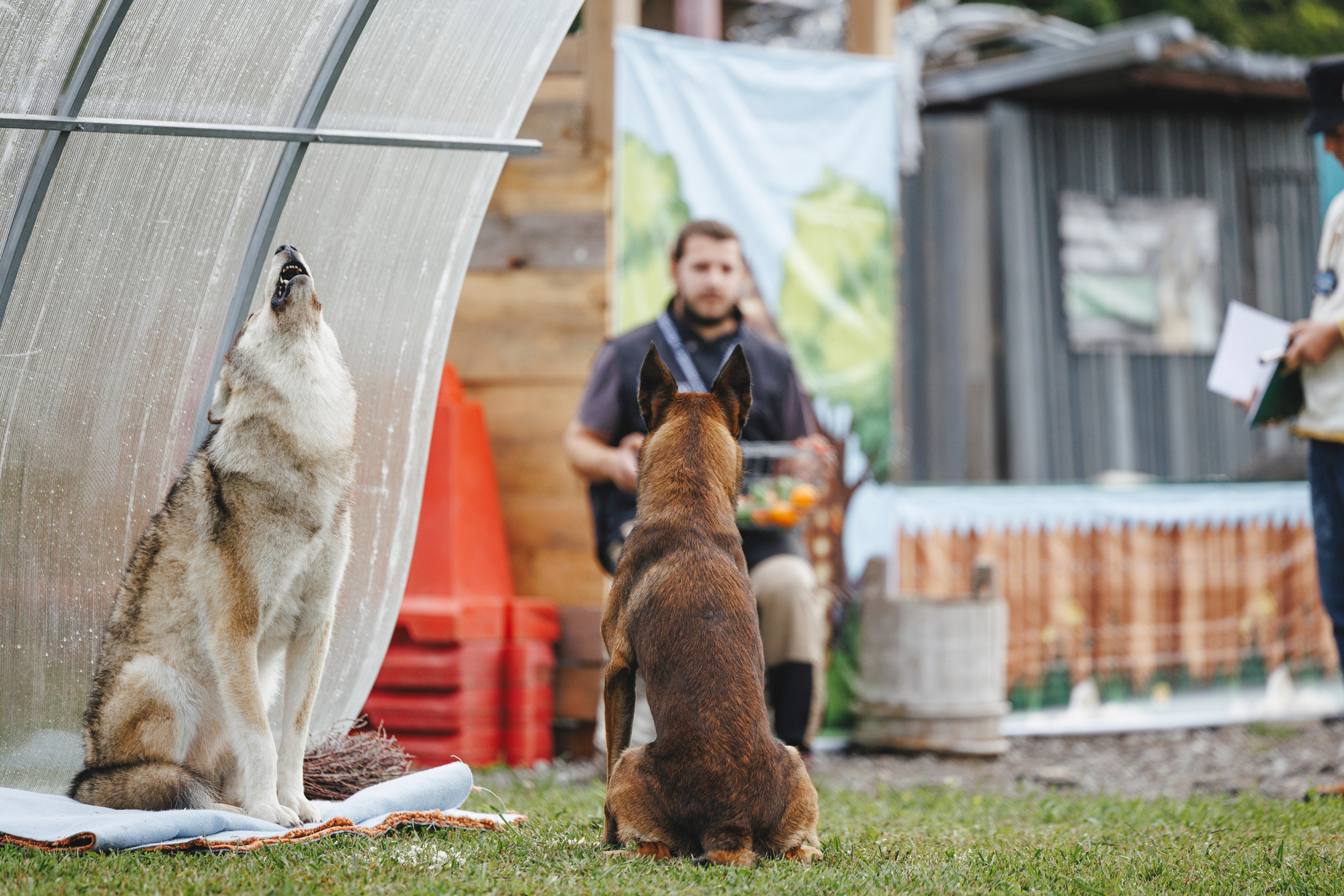 08.08.25-10.08.25 ЧР по мондьорингу г. Вологда. Фотограф-анималист Анна Маринич