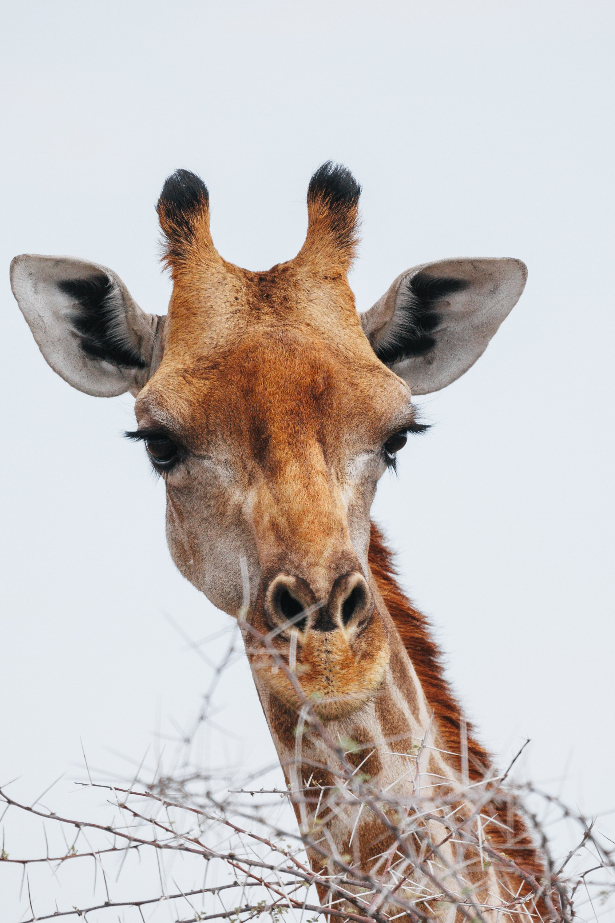 НАМИБИЯ. Роадтрип