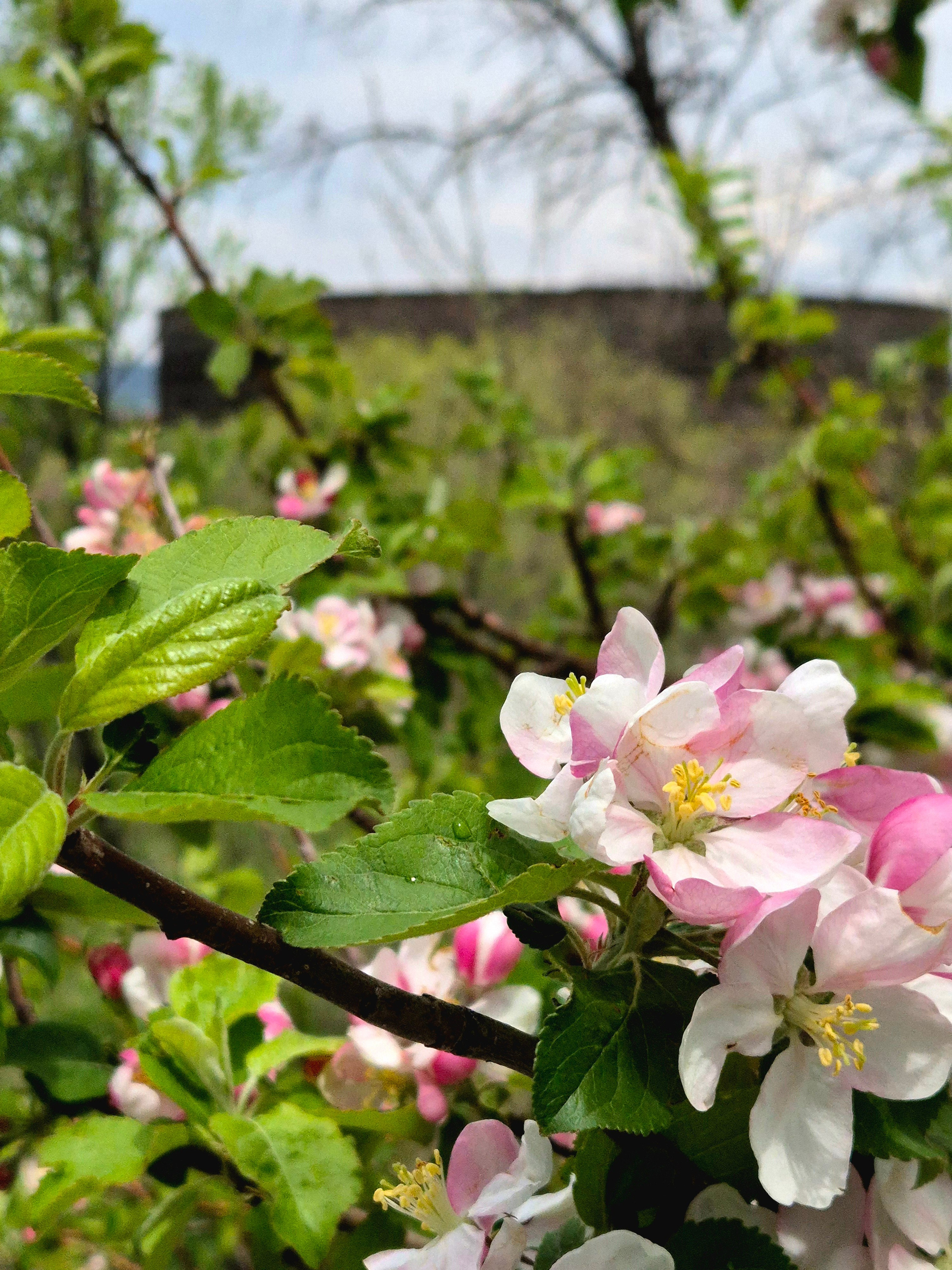 Рядом расположена Черная крепость, которую возводили русские гарнизоны для защиты от Османской империи