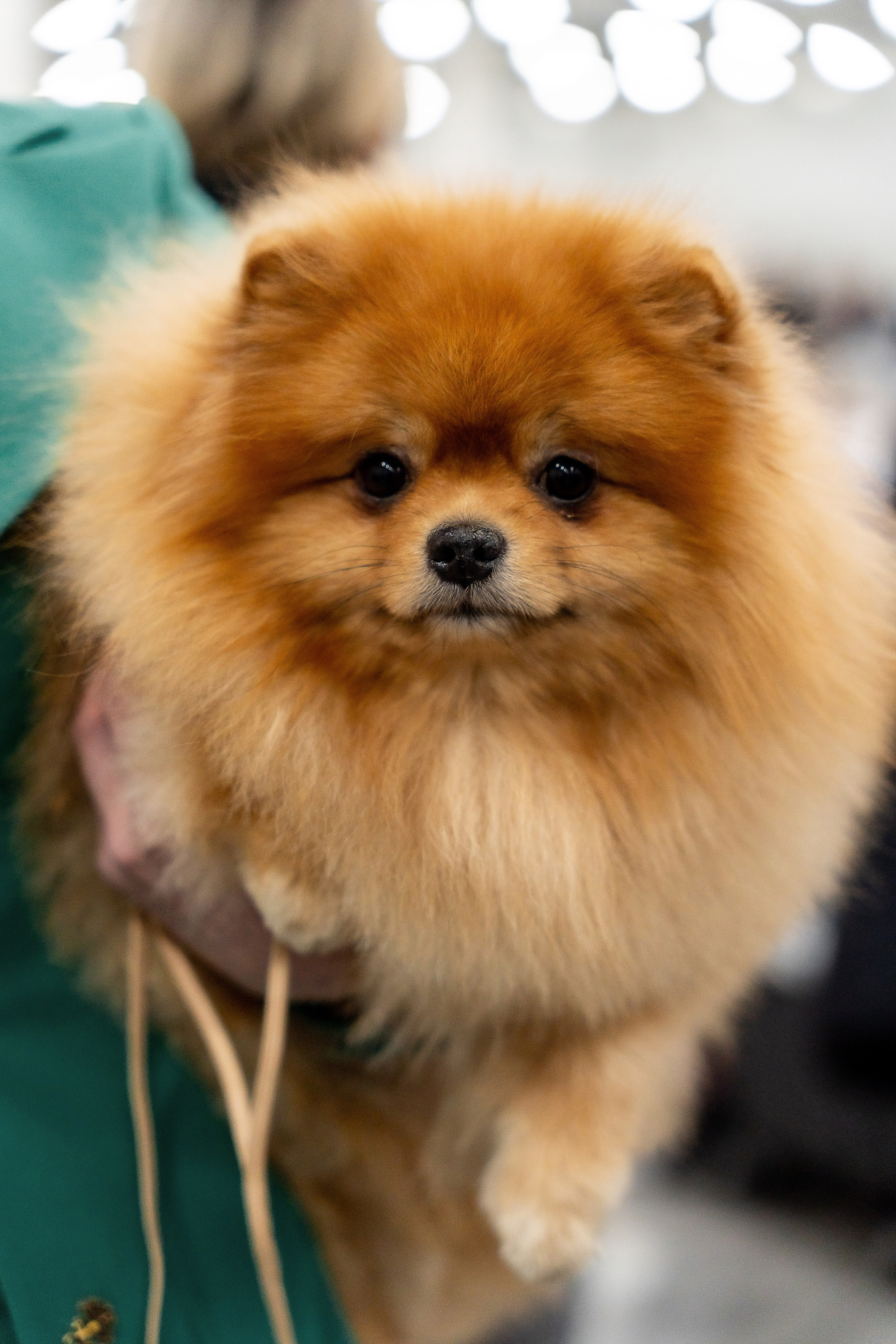 Животные. Фото, видео, монтаж