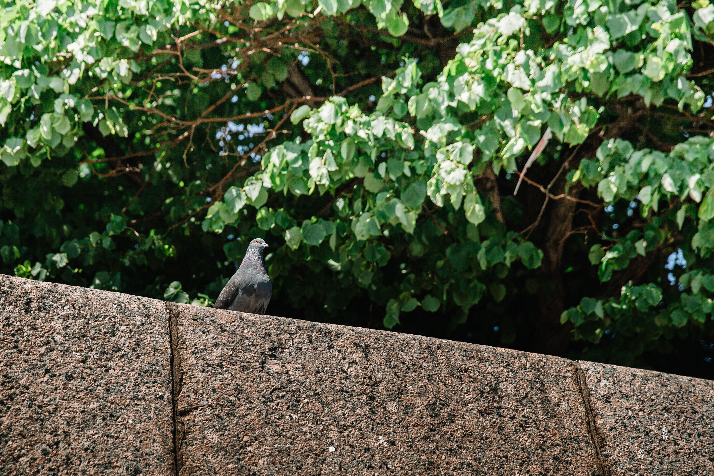 Катя + Саша. Семейный и свадебный фотограф в Майкопе Михаил Мартиросян