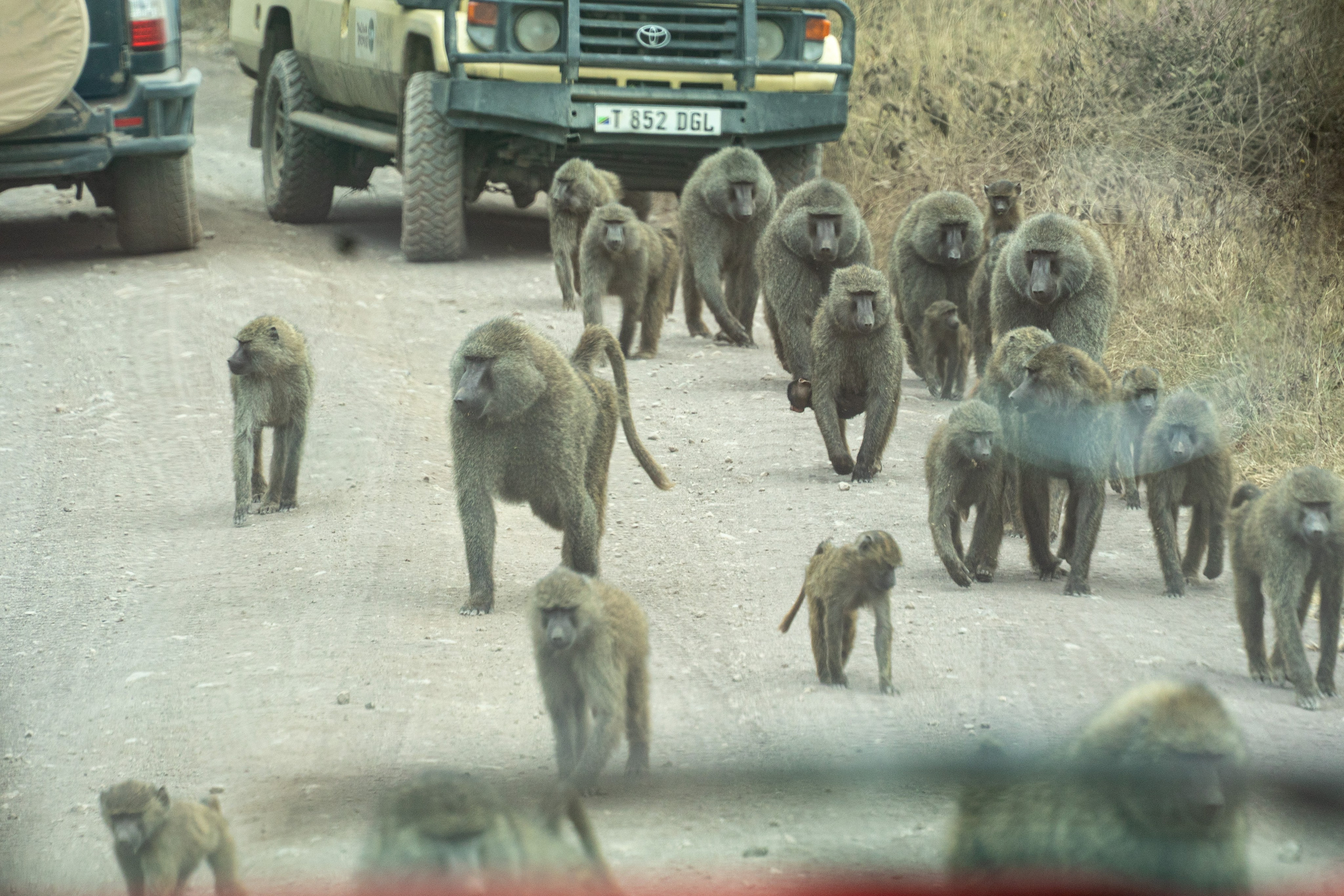 Танзания, сафари, 2025. Творческие сьемки