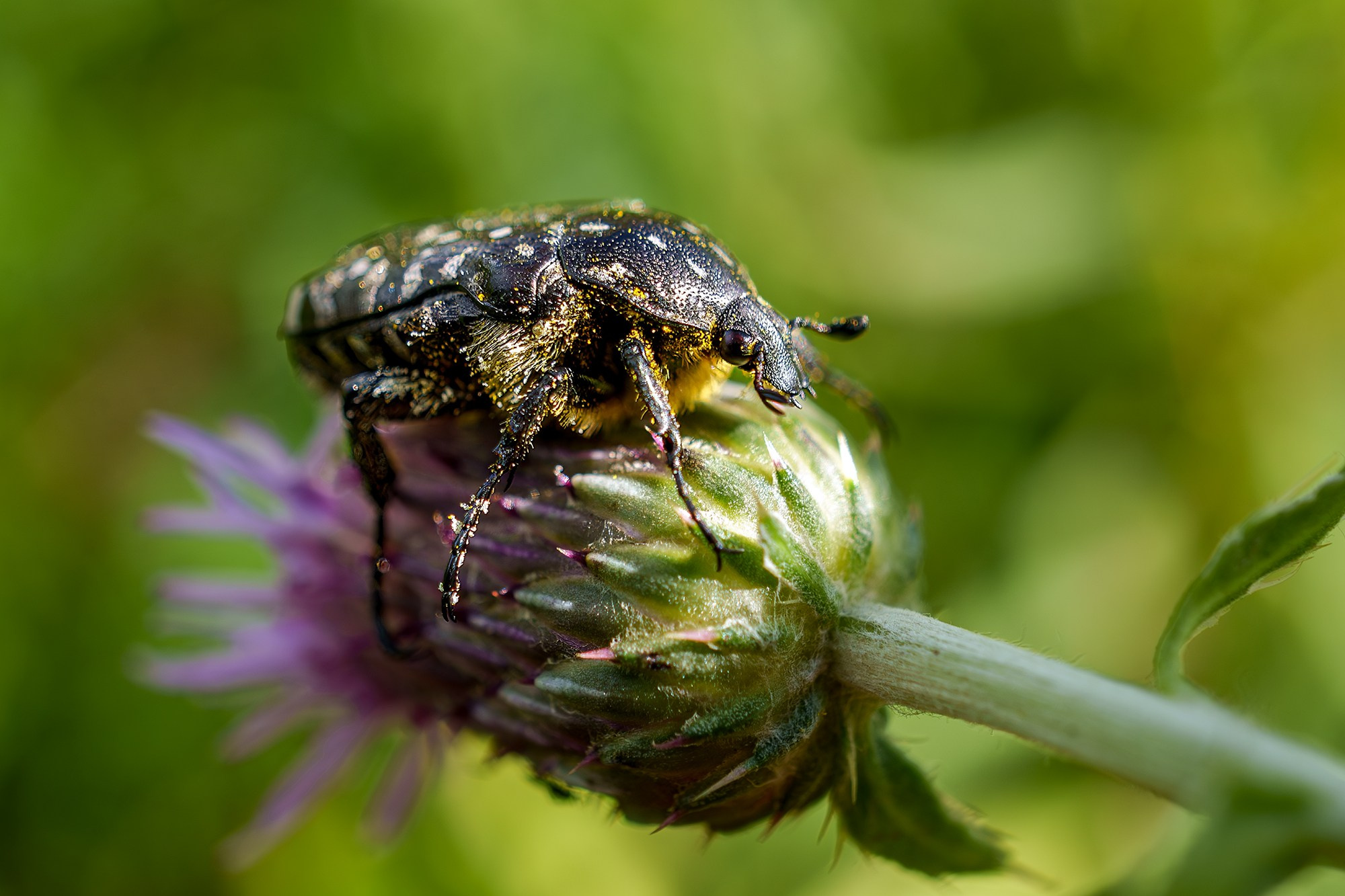 Макросъёмка. Ваш личный фотограф Марина Волкова