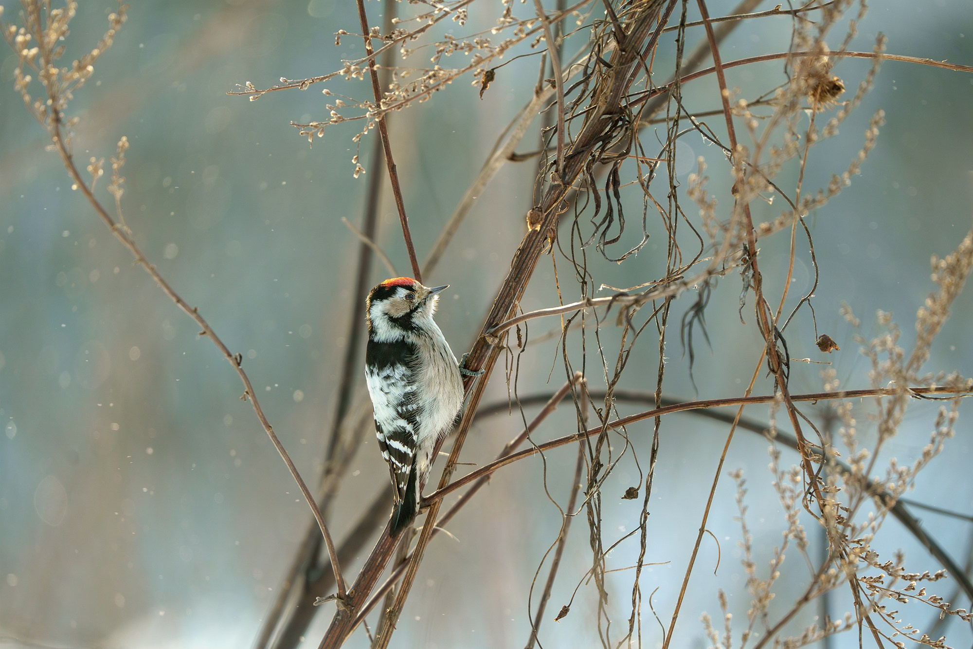 Удивительные мир птиц. Вокруг нас столько прекрасного — присмотритесь!. Ваш личный фотограф Марина Волкова