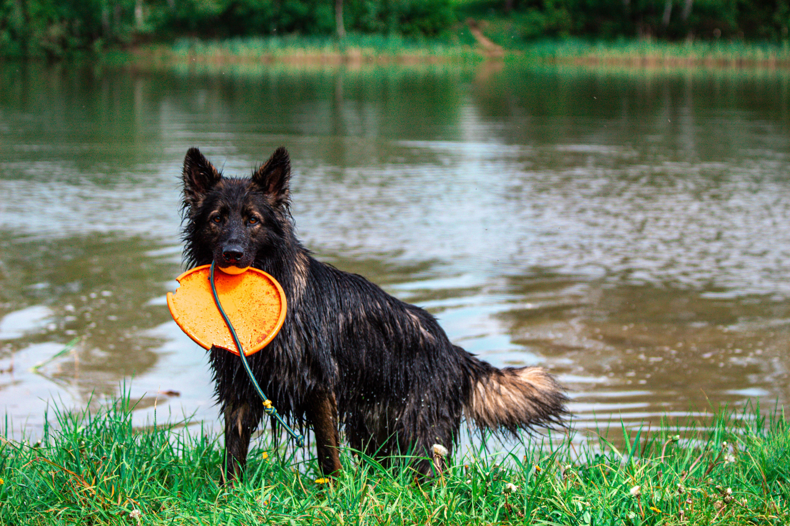 Фотосессии с животными Тула. Фотограф анималист — Тула, Москва