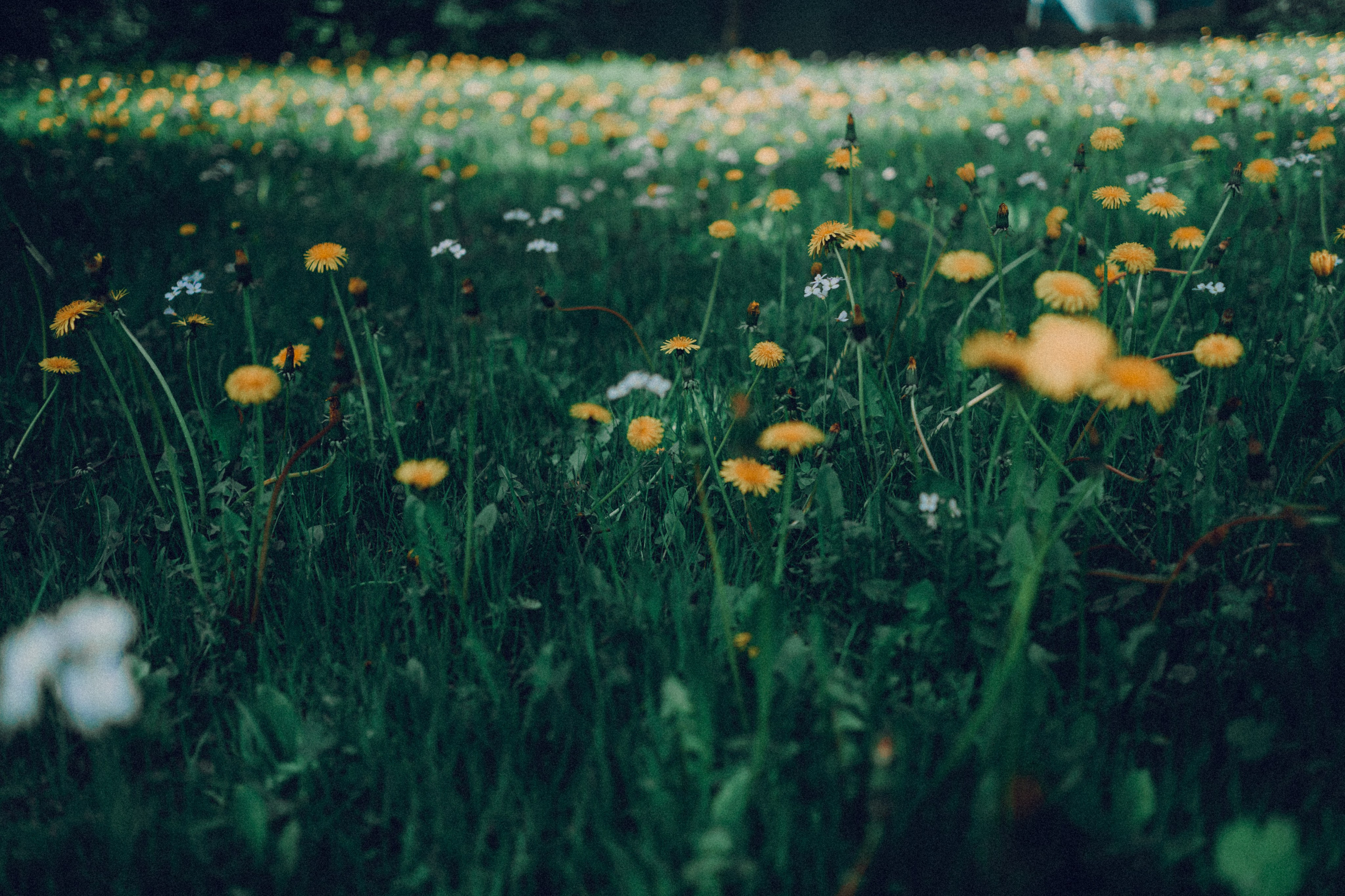Botanical. Портретный и свадебный фотограф в Москве и Санкт-Петербурге. Учитель фотографии онлайн и оффлайн