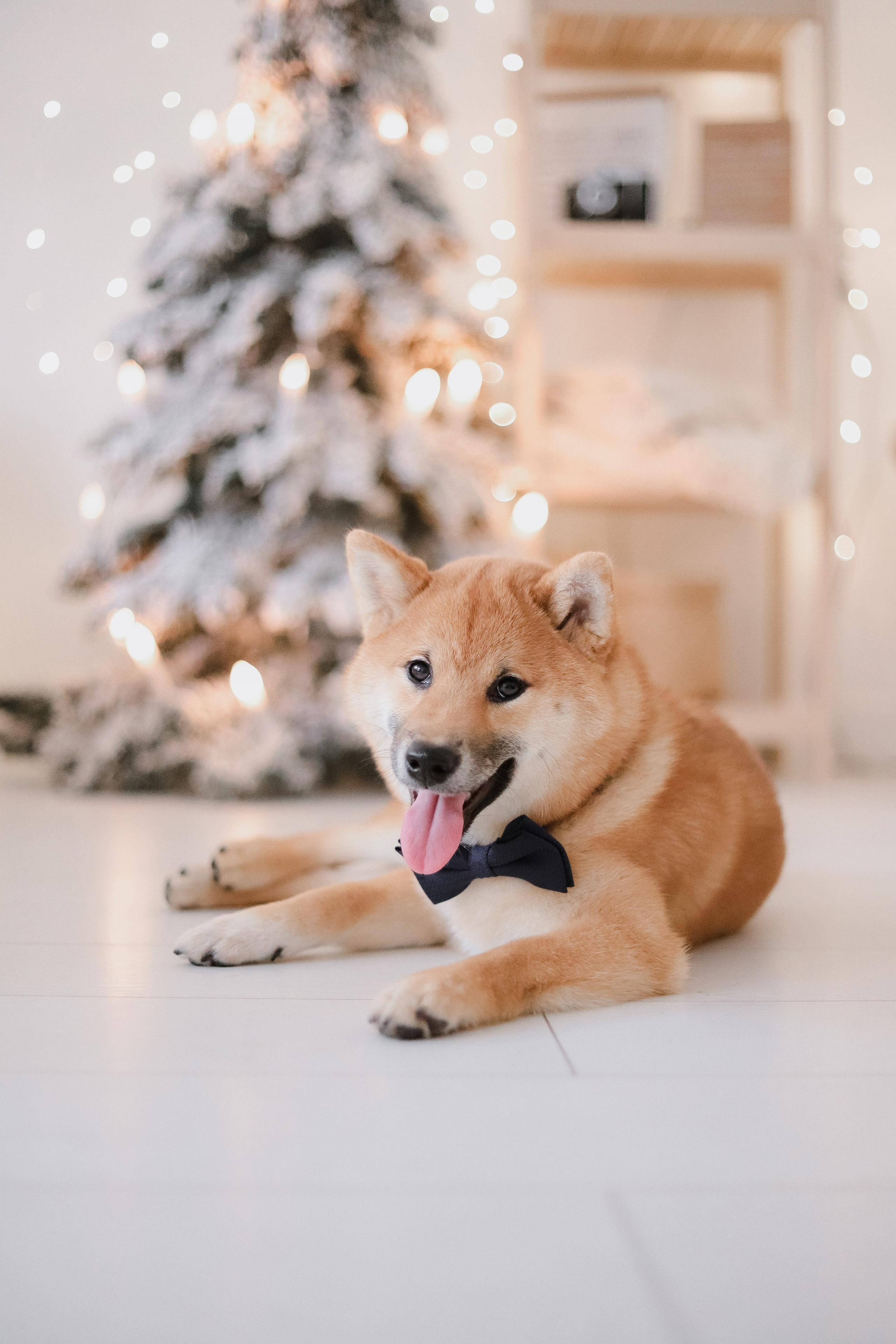 Новогодние фотосессии. Свадебный, семейный и детский фотограф в Люберцах Зайцева Анастасия