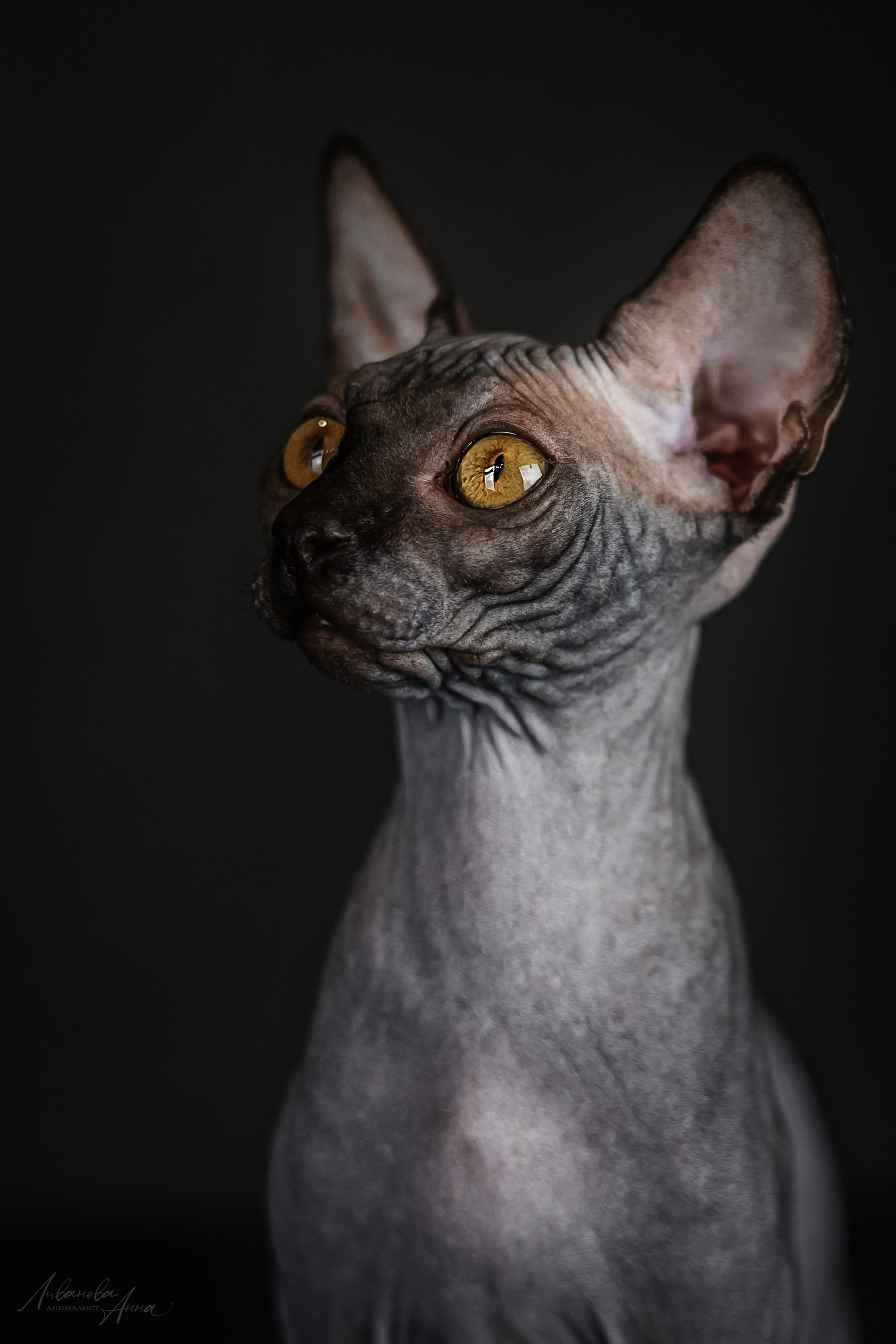 Сфинксы. Фотограф анималист Аня Ливанова | Рыбинск