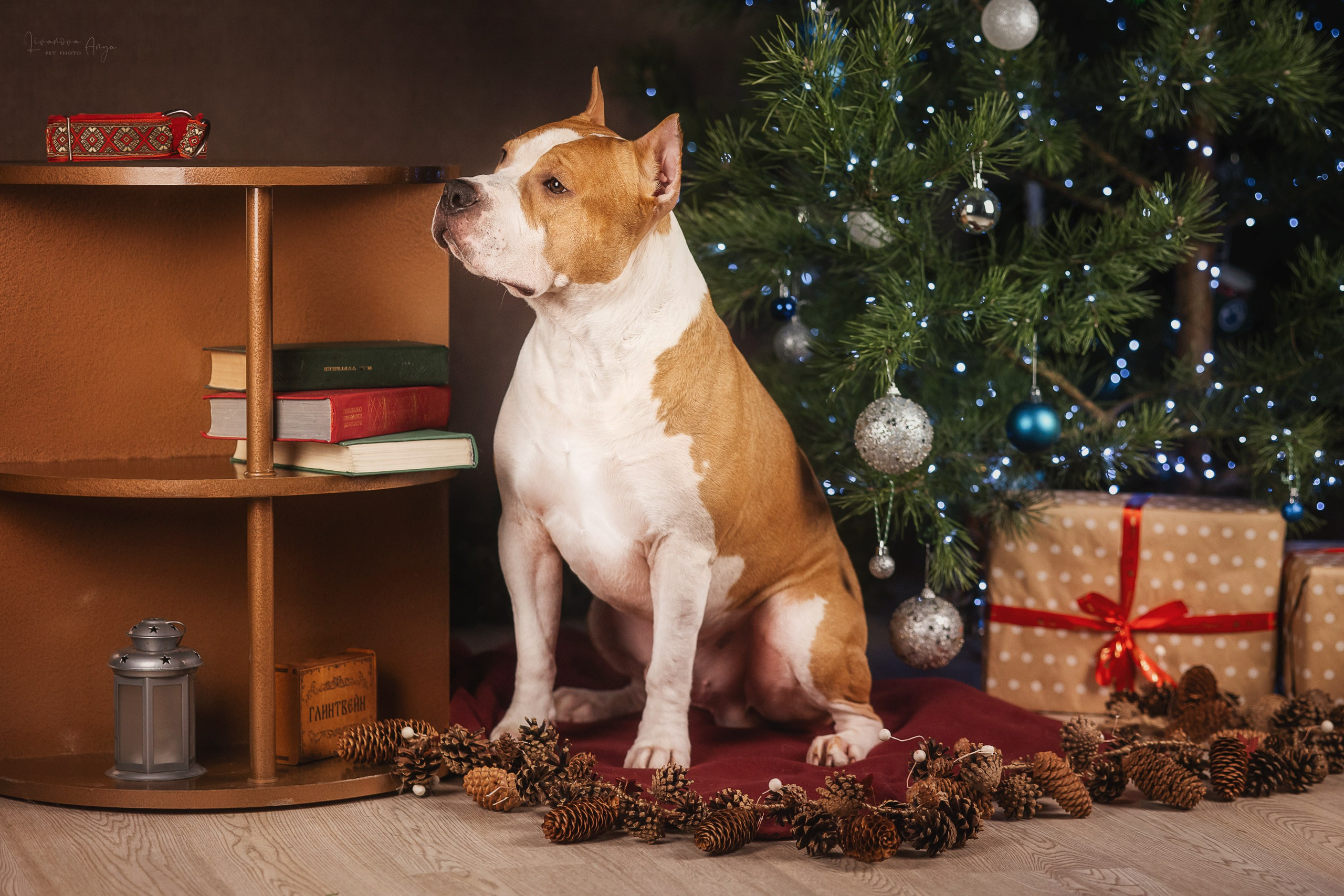 Фотодень_3 2025. Фотограф анималист Аня Ливанова | Рыбинск